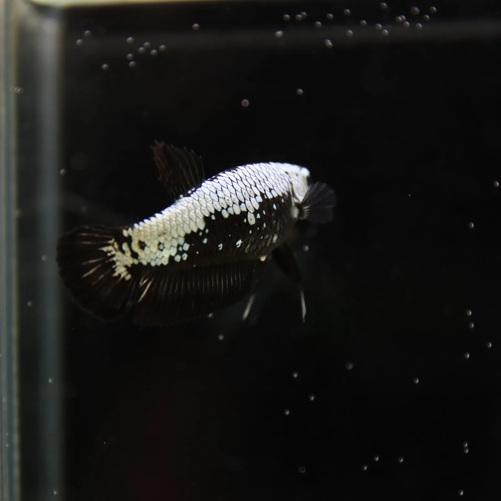 Betta Spendens Red Samurai Plakad Female Blue BT-WI-0906226-024 media 10