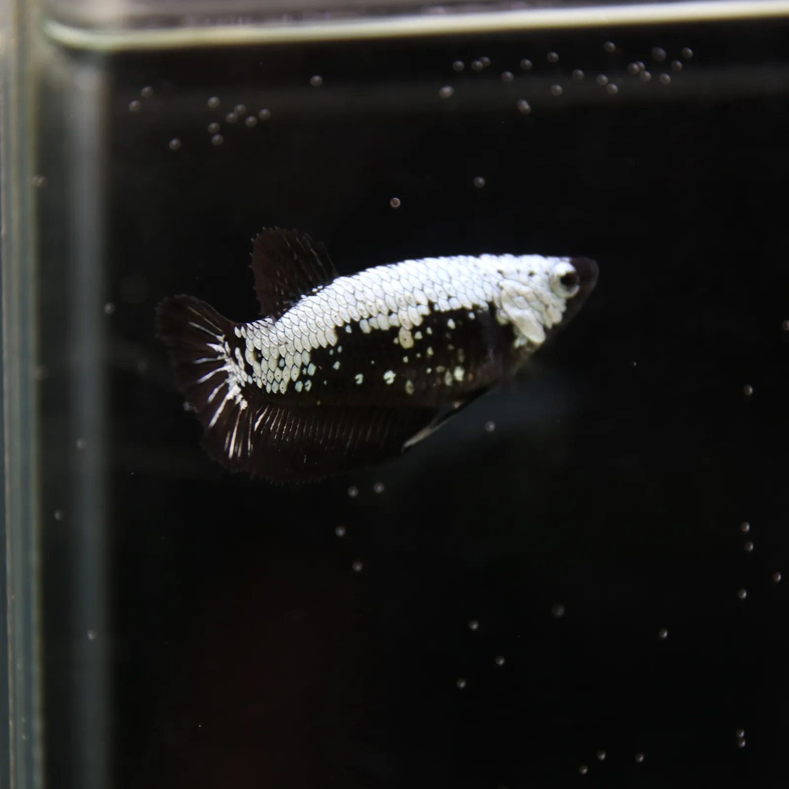 Betta Spendens Red Samurai Plakad Female Blue BT-WI-0906226-024 media 11