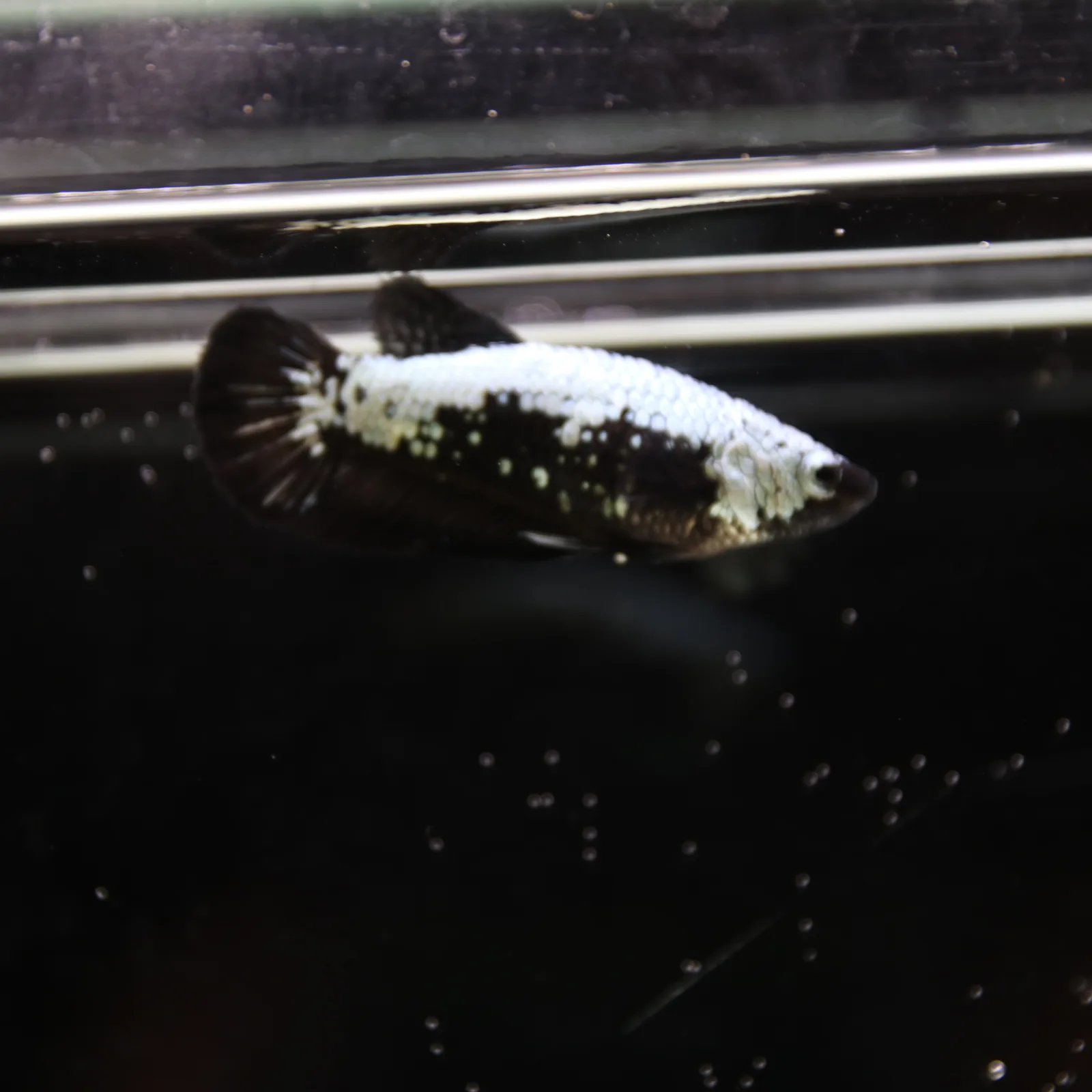 Betta Spendens Red Samurai Plakad Female Blue BT-WI-0906226-024 media 12