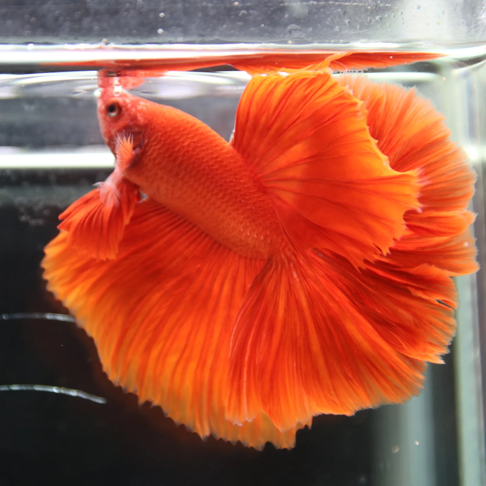 Betta Fish Halfmoon Super Red Male – Show Grade Live Betta Fish HMPK-BL-01072026-001 media 2