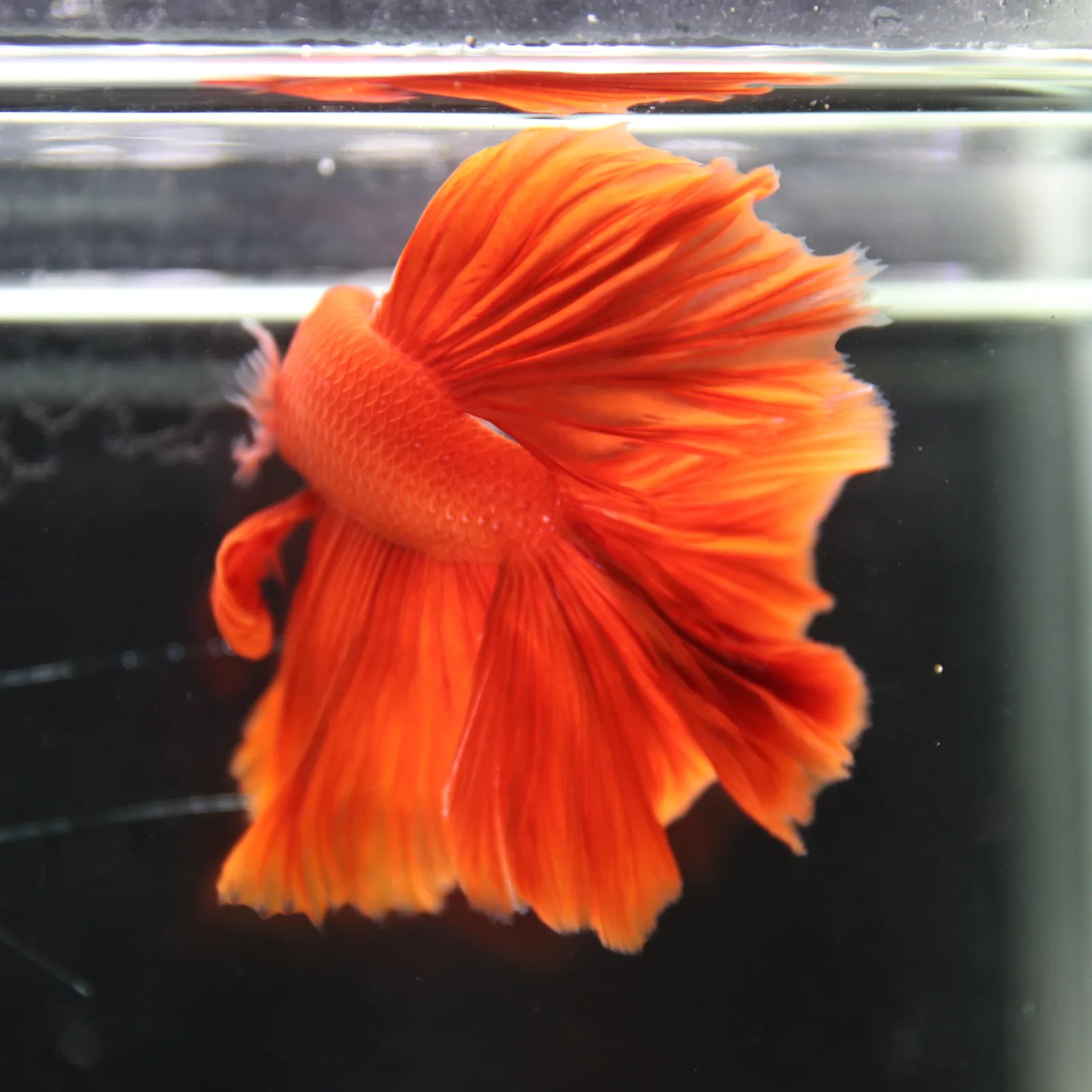 Betta Fish Halfmoon Super Red Male – Show Grade Live Betta Fish HMPK-BL-01072026-001 media 3