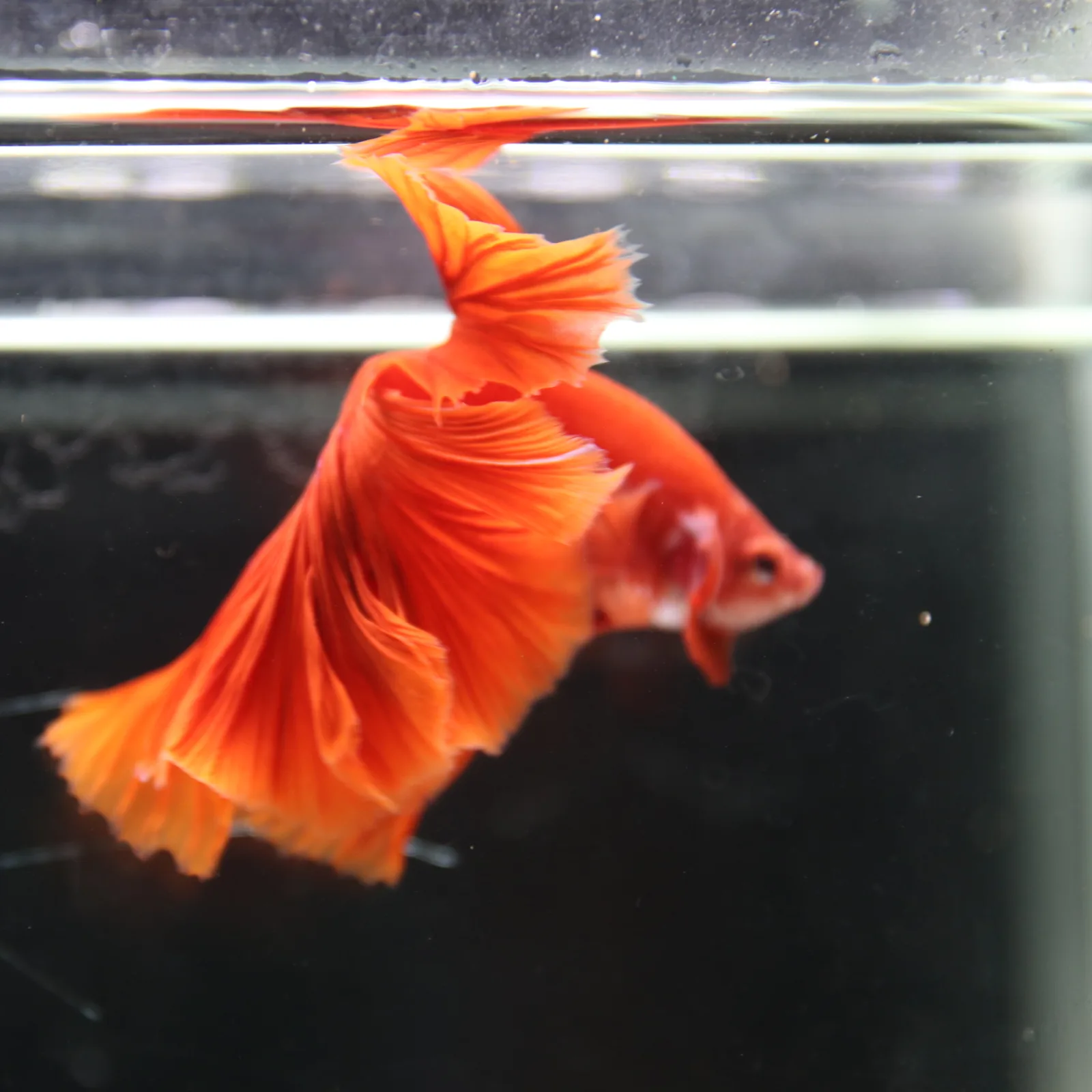 Betta Fish Halfmoon Super Red Male – Show Grade Live Betta Fish HMPK-BL-01072026-001 media 4