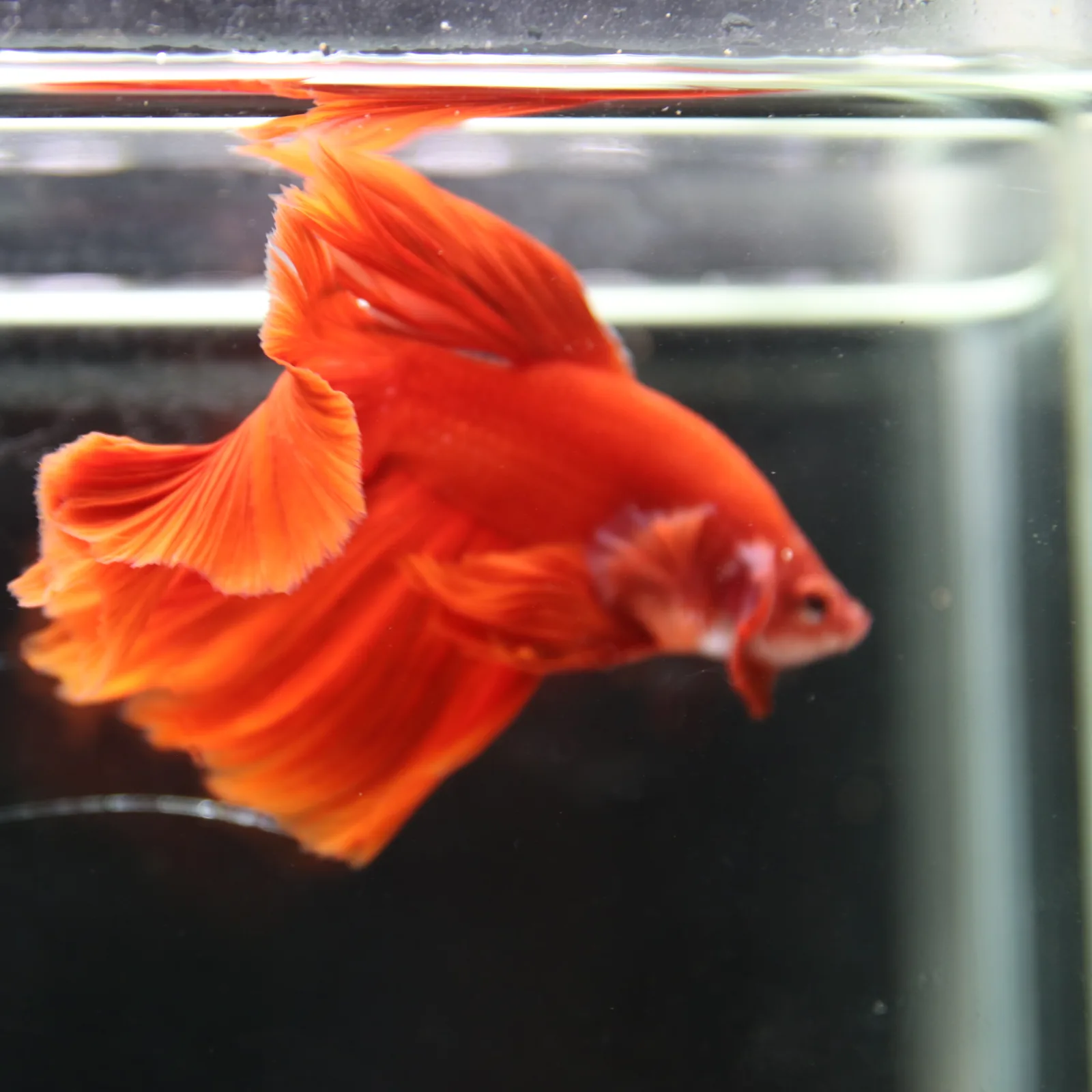 Betta Fish Halfmoon Super Red Male – Show Grade Live Betta Fish HMPK-BL-01072026-001 media 5