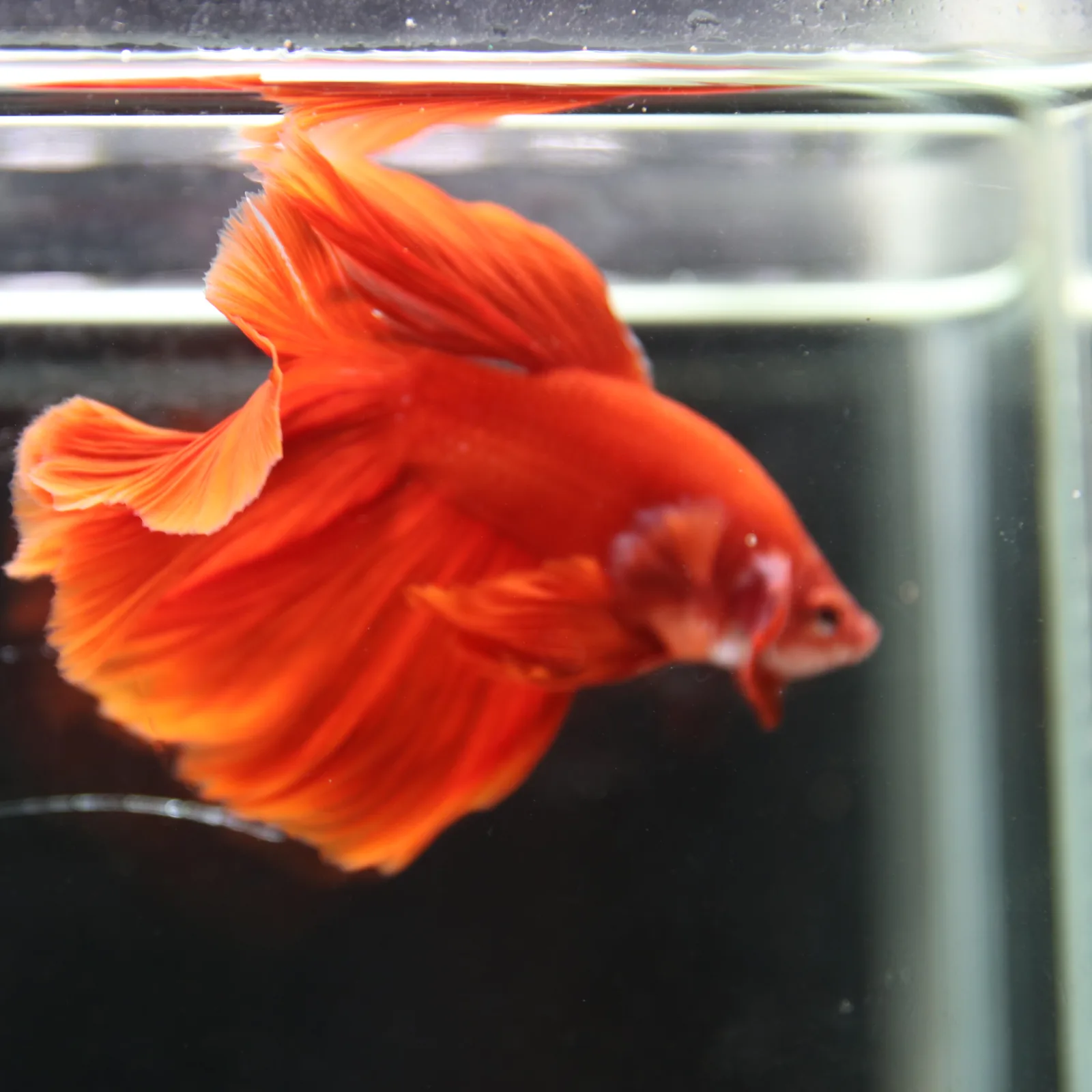 Betta Fish Halfmoon Super Red Male – Show Grade Live Betta Fish HMPK-BL-01072026-001 media 6