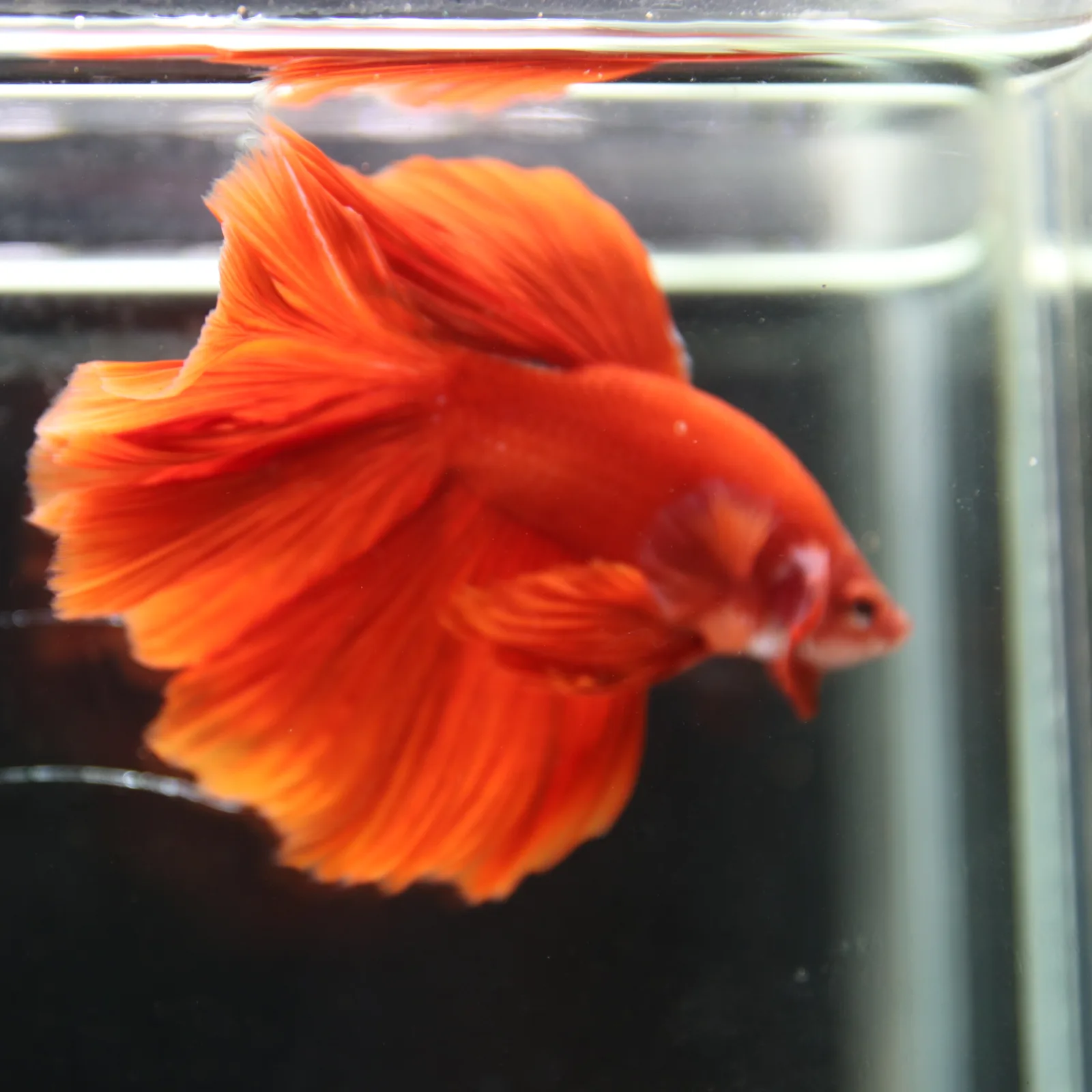 Betta Fish Halfmoon Super Red Male – Show Grade Live Betta Fish HMPK-BL-01072026-001 media 7