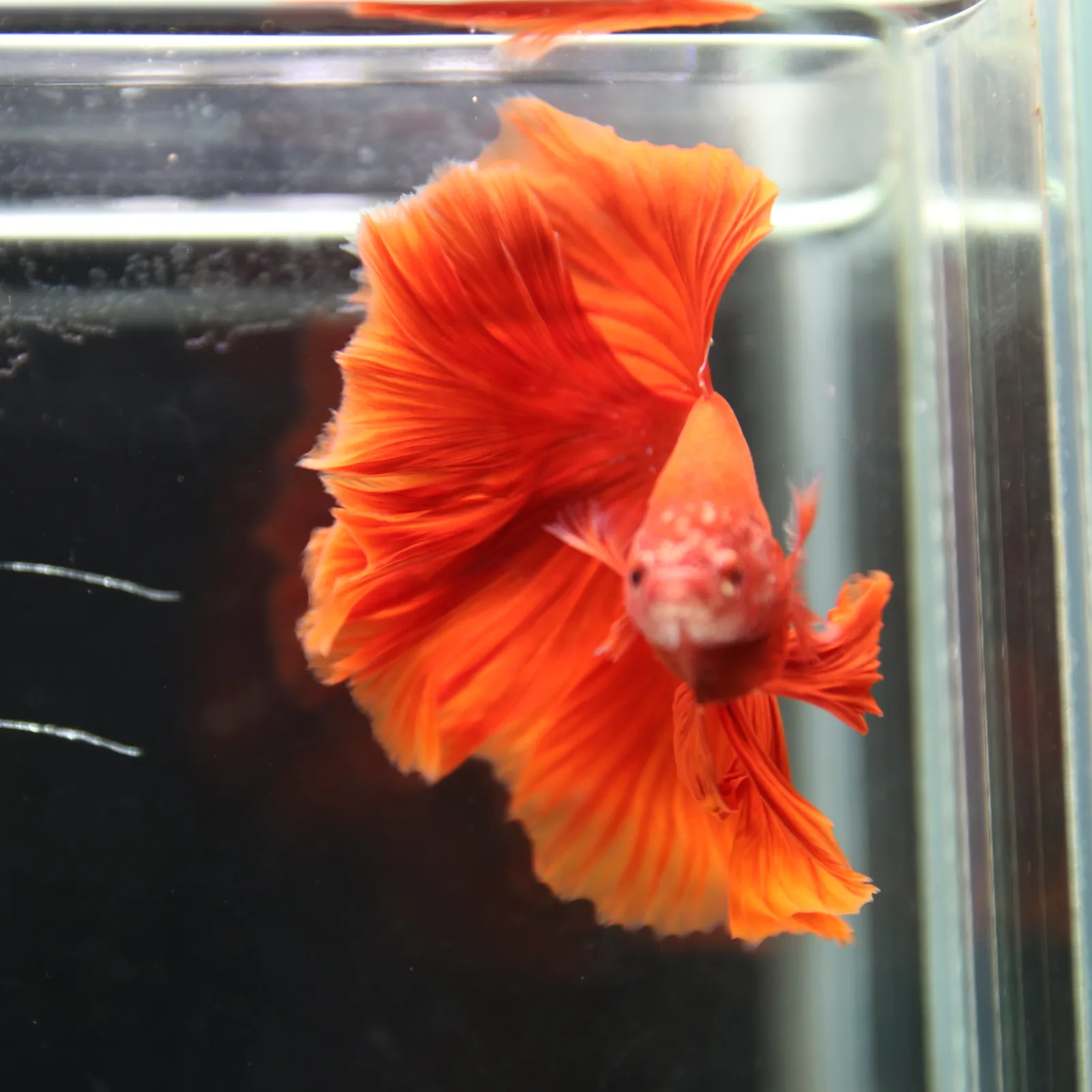 Betta Fish Halfmoon Super Red Male – Show Grade Live Betta Fish HMPK-BL-01072026-001 media 8