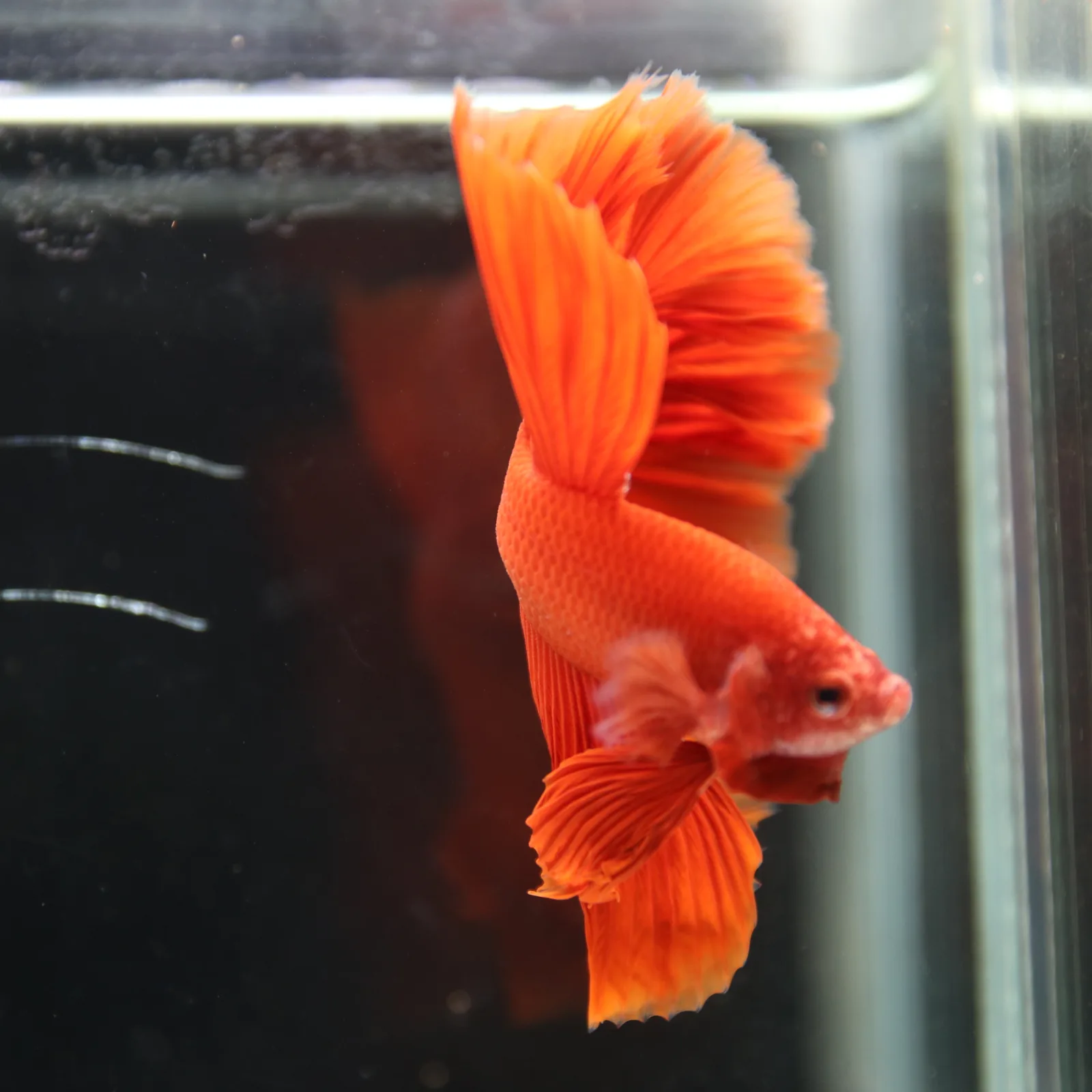 Betta Fish Halfmoon Super Red Male – Show Grade Live Betta Fish HMPK-BL-01072026-001 media 9
