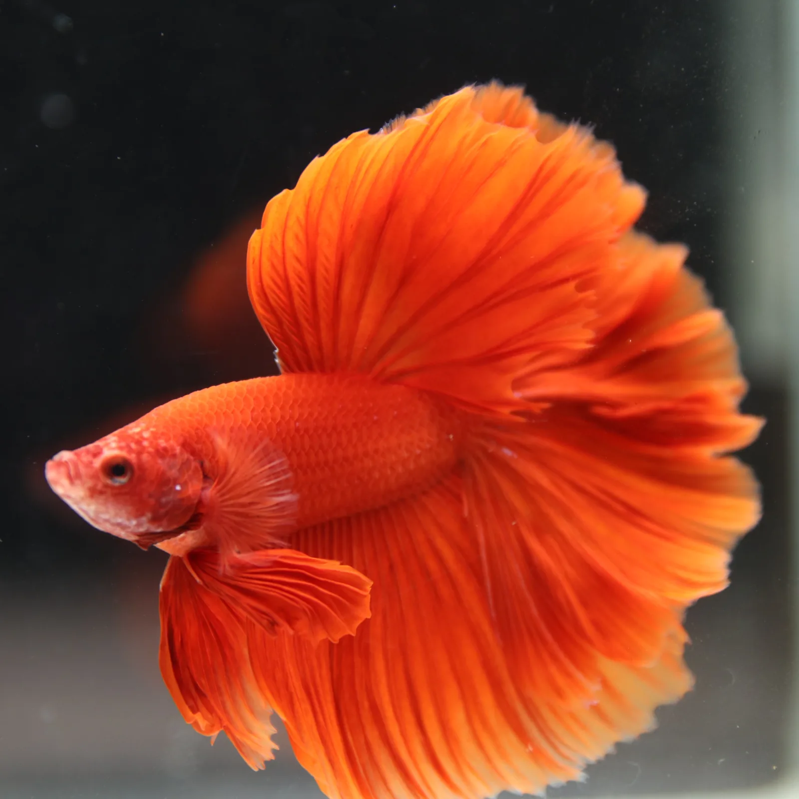 Betta Fish Halfmoon Super Red Male – Show Grade Live Betta Fish HMPK-BL-01072026-001 media 10