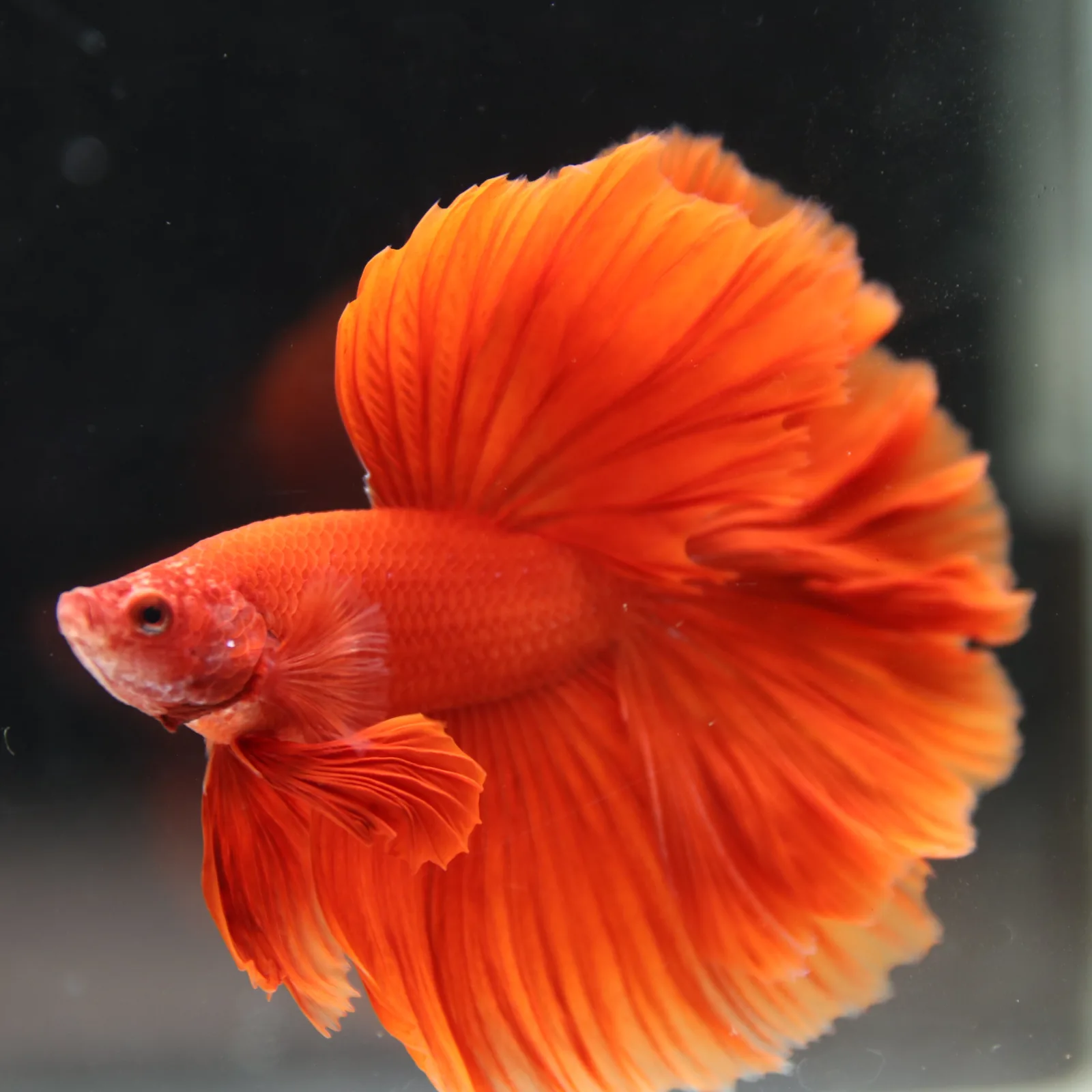 Betta Fish Halfmoon Super Red Male – Show Grade Live Betta Fish HMPK-BL-01072026-001 media 11