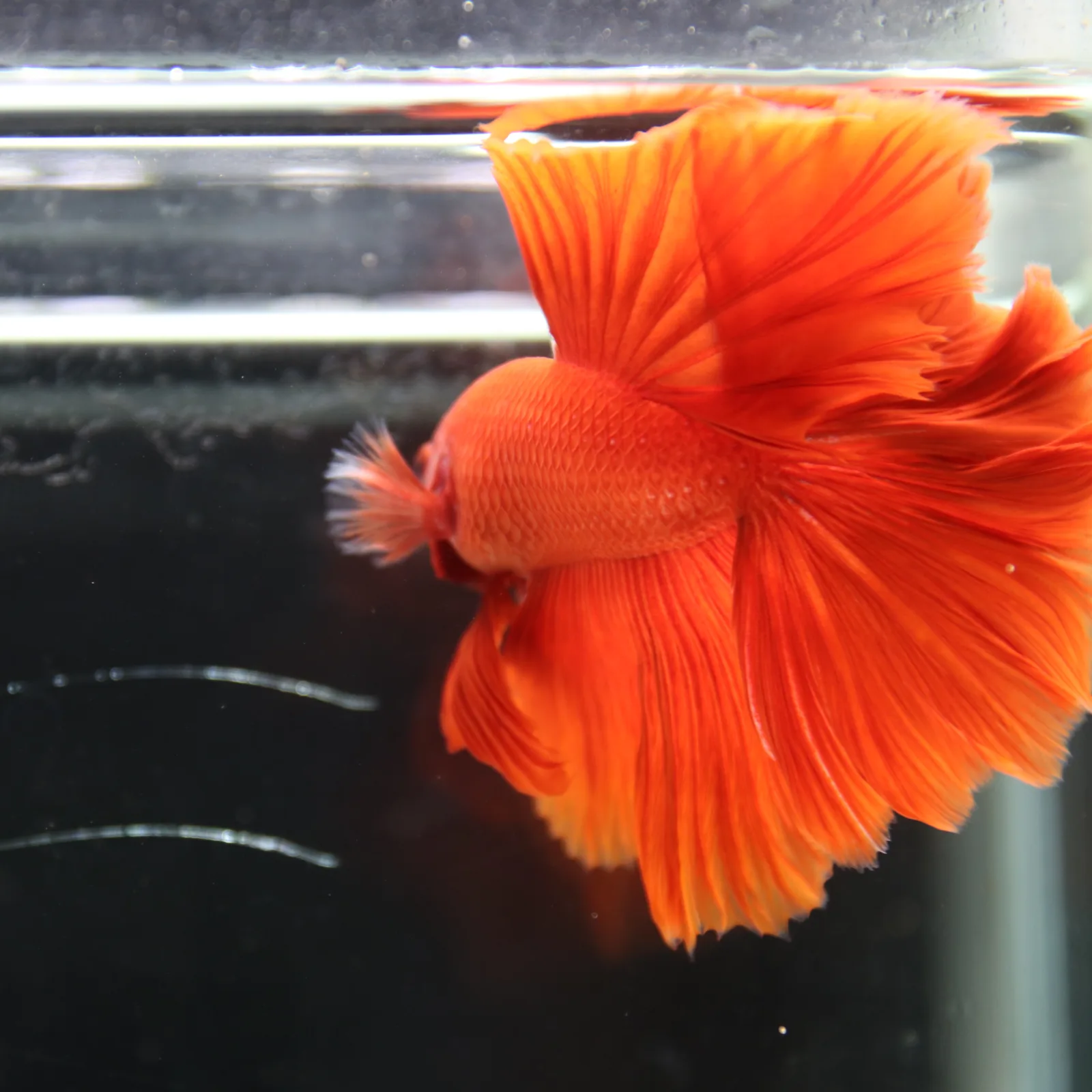 Betta live Fancy Half moon Red media 2