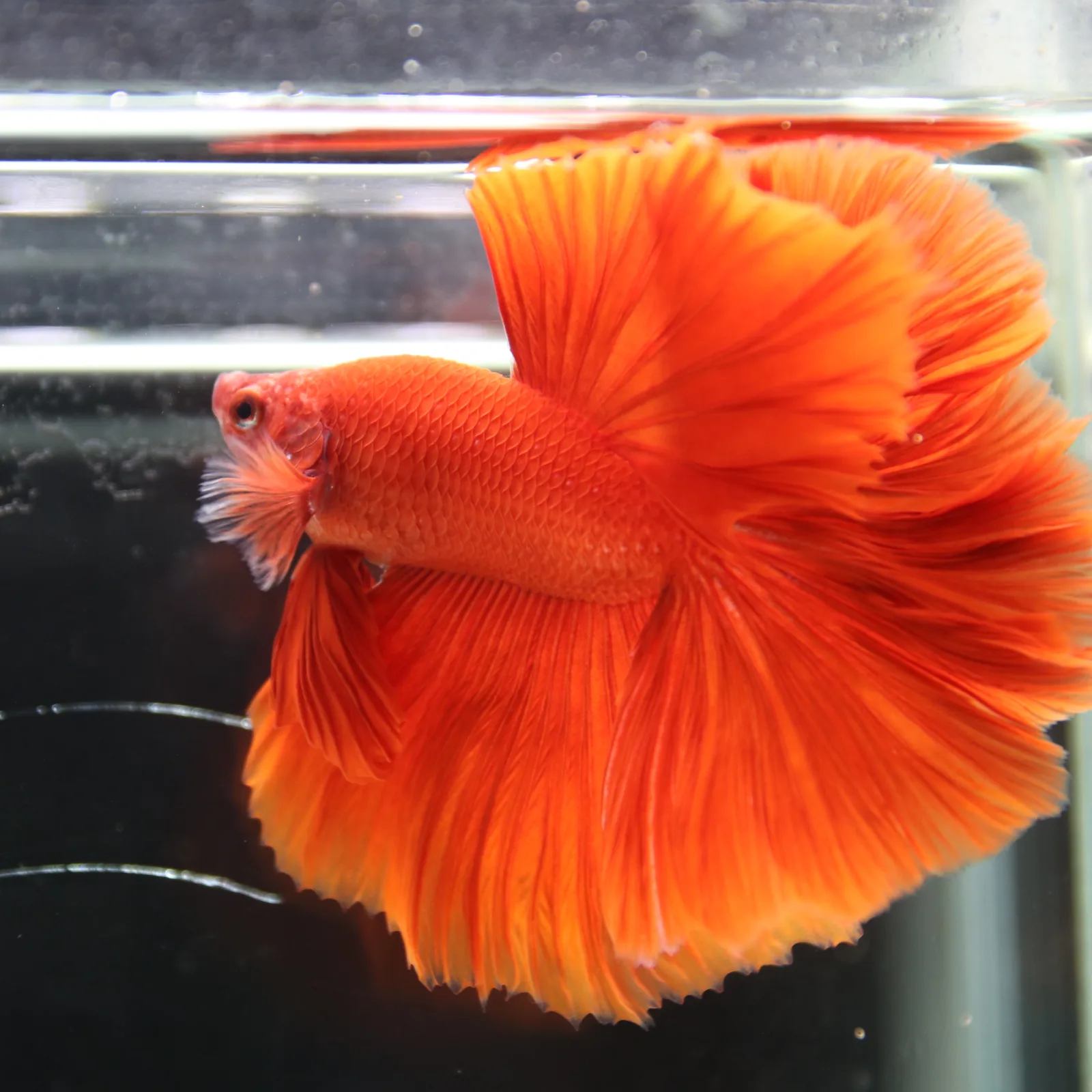 Betta live Fancy Half moon Red media 3
