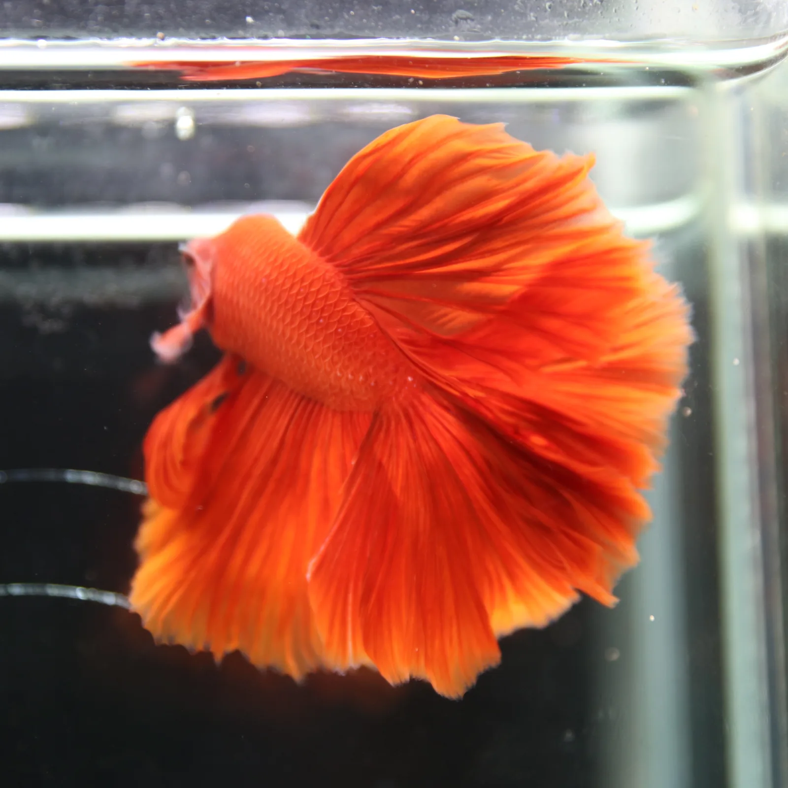 Betta live Fancy Half moon Red media 4