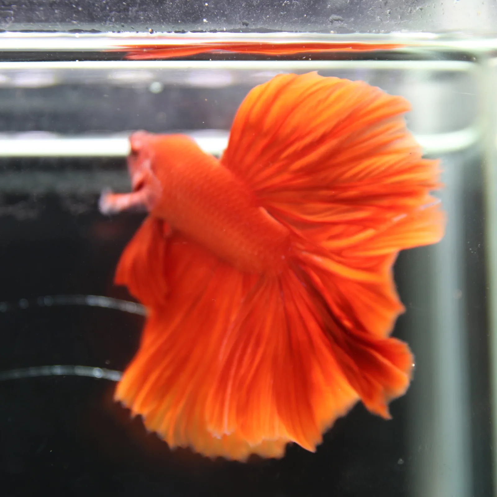 Betta live Fancy Half moon Red media 5