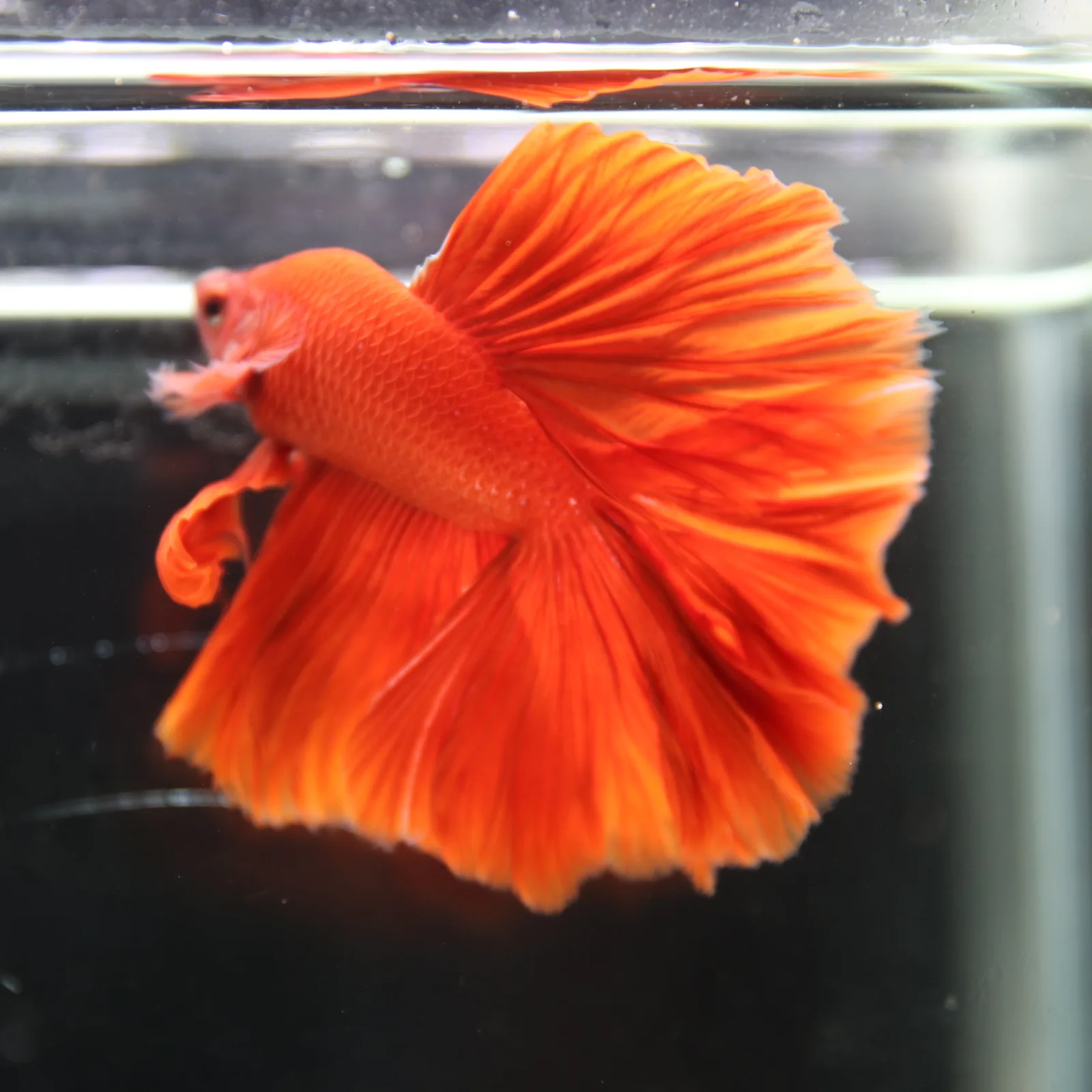 Betta live Fancy Half moon Red media 6