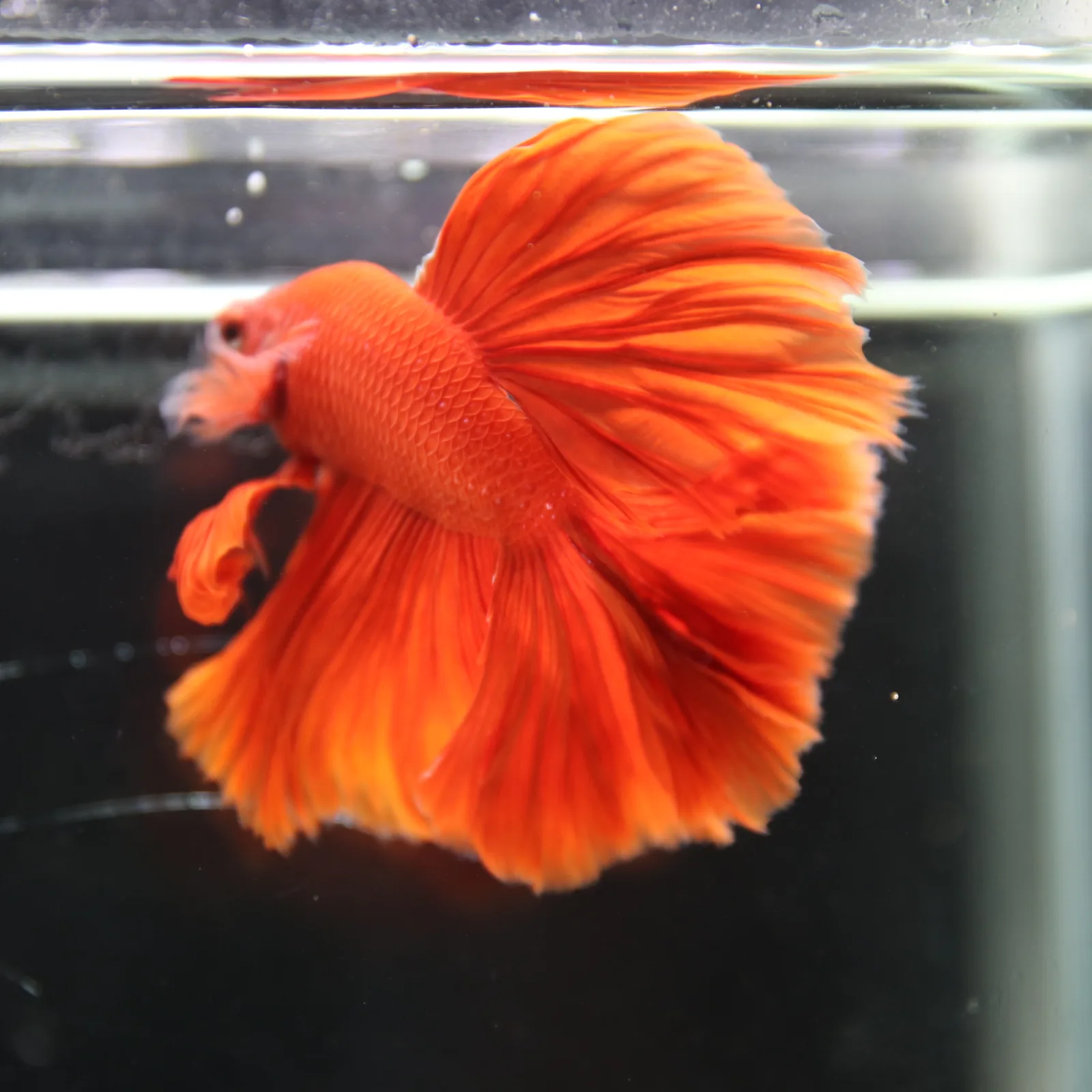 Betta live Fancy Half moon Red media 7