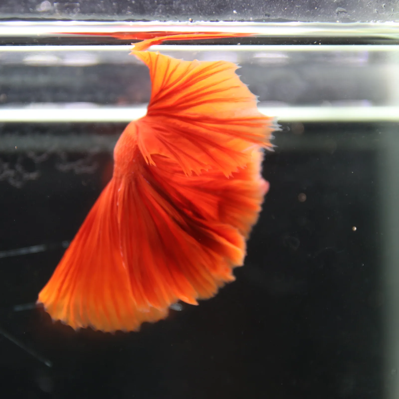 Betta live Fancy Half moon Red media 8