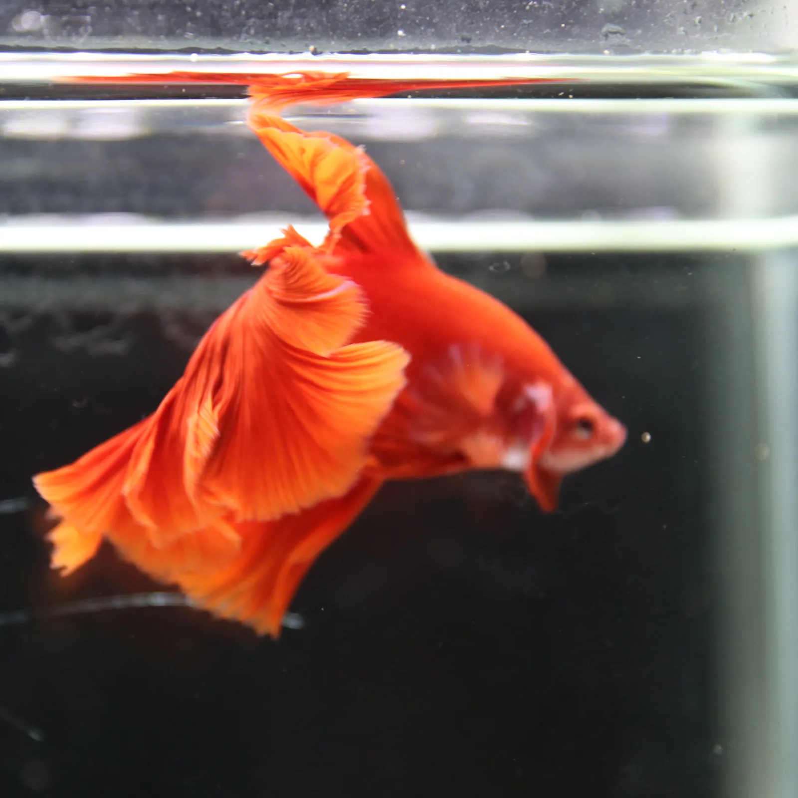 Betta live Fancy Half moon Red media 10