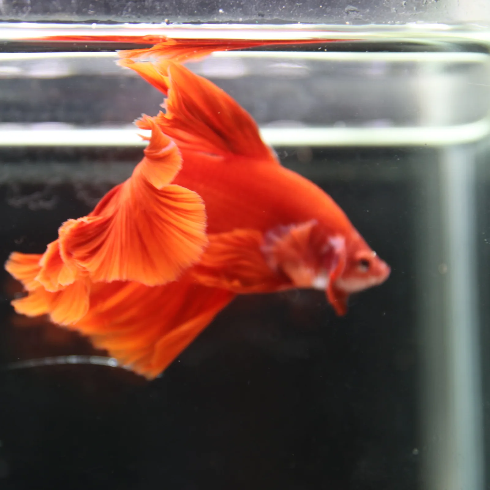 Betta live Fancy Half moon Red media 11