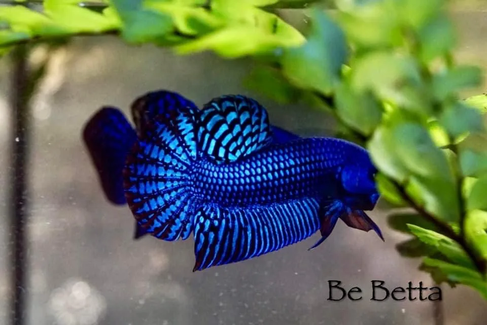 1 Pair Live Betta Fish Hybrid Alien Long-Tail Betta Premium Grade Male Female Wild