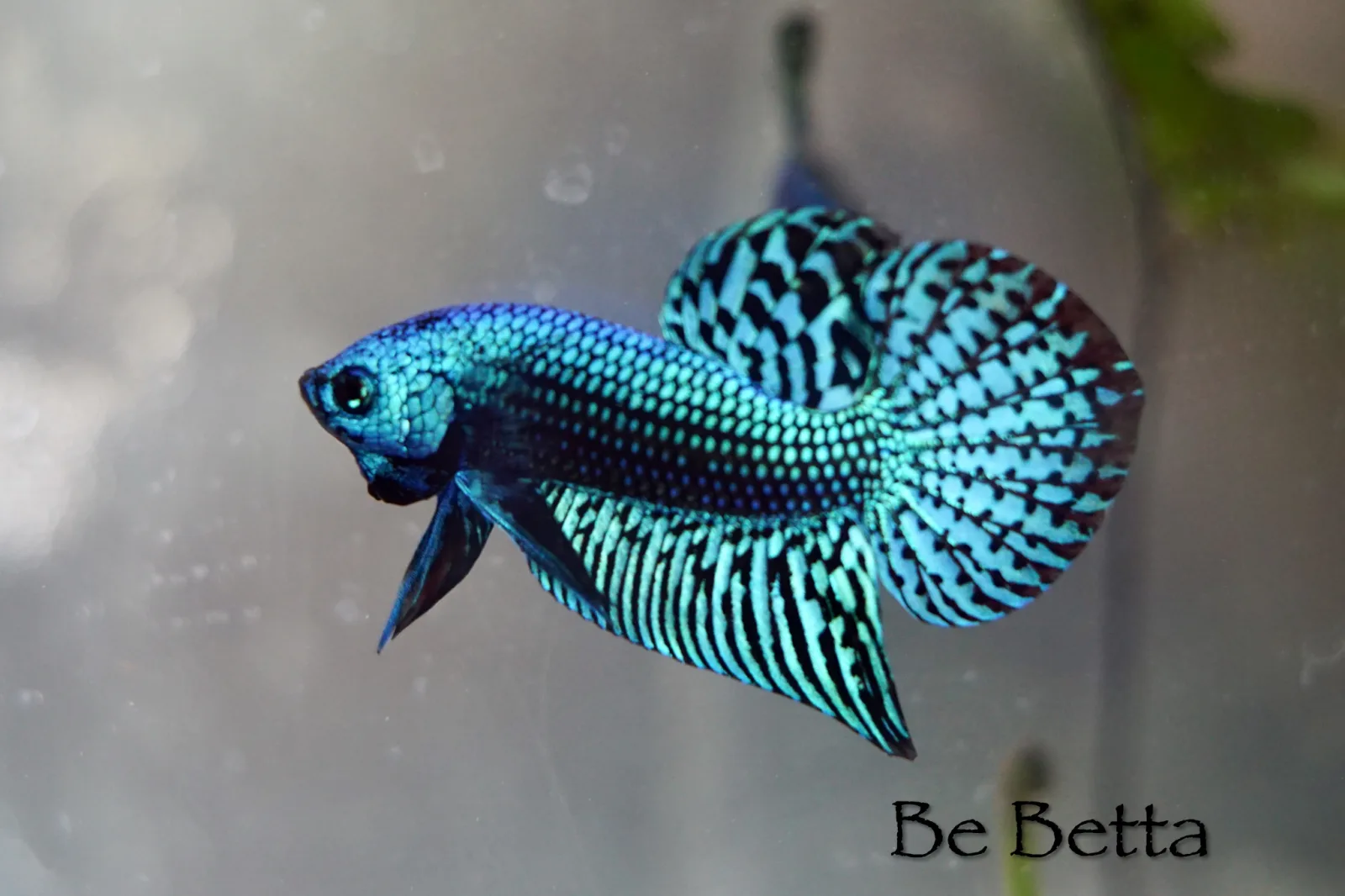 1 Pair Live Betta Fish Hybrid Alien Long-Tail Betta Premium Grade Male Female Wild media 2