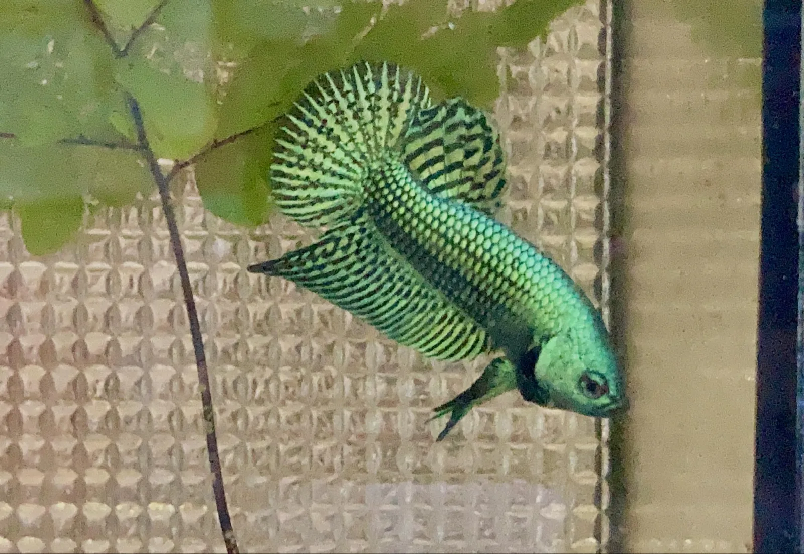 1 Pair Live Betta Fish Hybrid Alien Long-Tail Betta Premium Grade Male Female Wild media 3