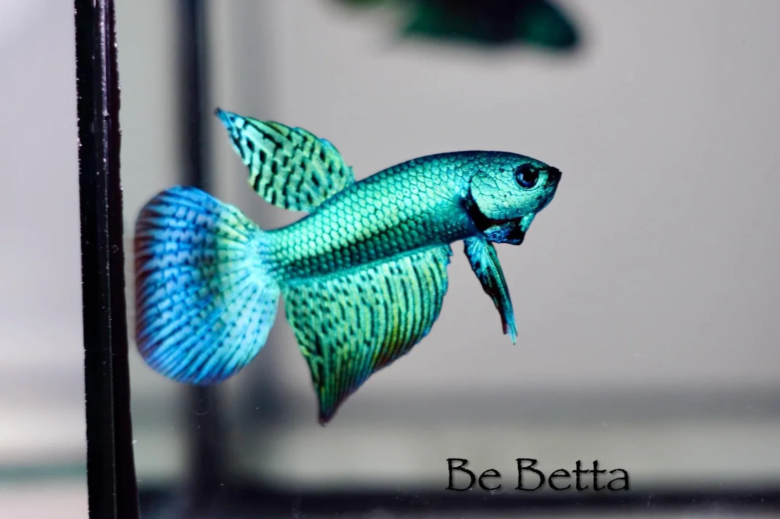 1 Pair Live Betta Fish Hybrid Alien Long-Tail Betta Premium Grade Male Female Wild media 4