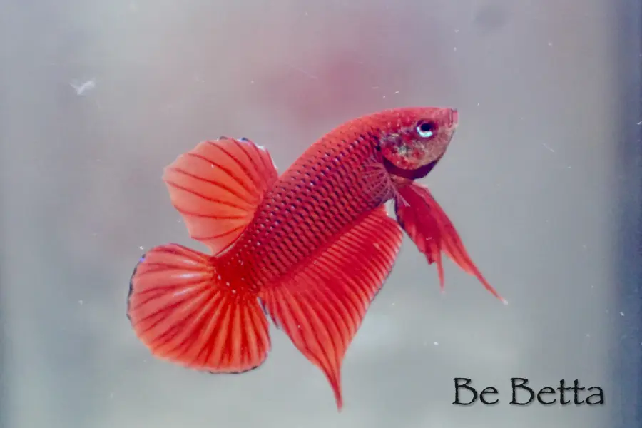 1 Pair Live Betta Fish Hybrid Betta Red splendens Premium Grade Male Female Wild
