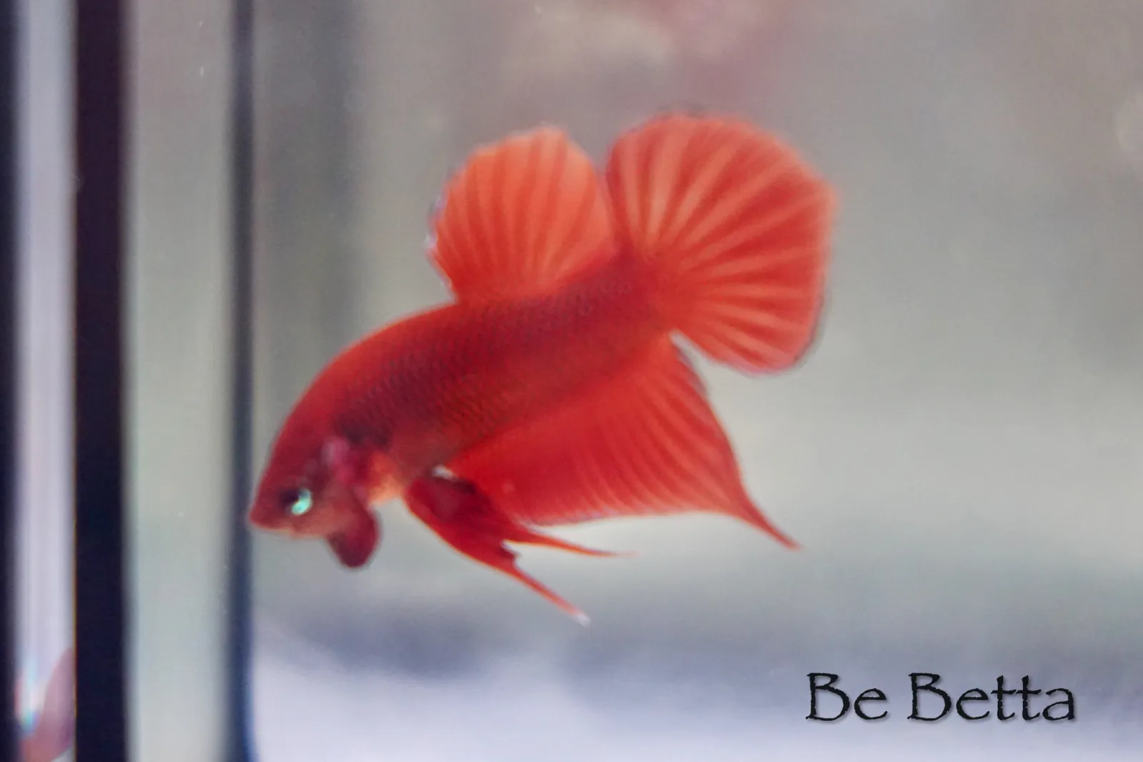 1 Pair Live Betta Fish Hybrid Betta Red splendens Premium Grade Male Female Wild media 2
