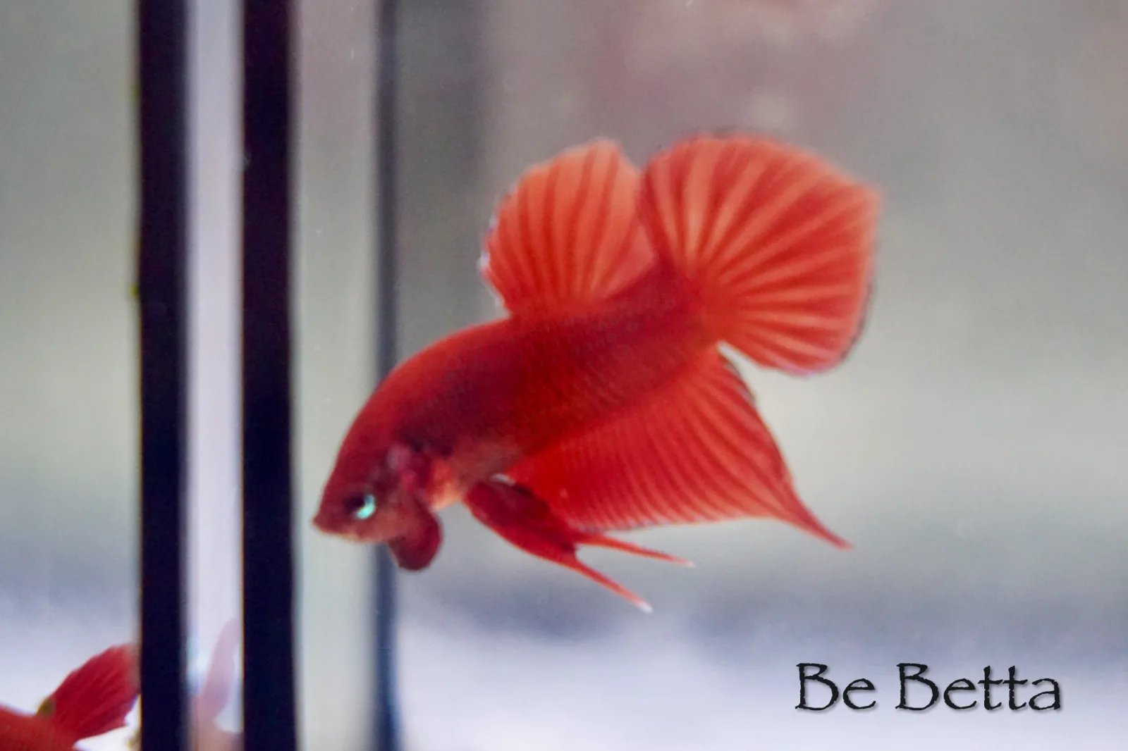 1 Pair Live Betta Fish Hybrid Betta Red splendens Premium Grade Male Female Wild media 3