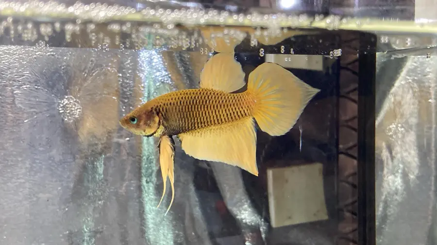 1 Pair Live Betta Fish Hybrid Yellow Betta splendens Premium Grade Male Female Wild