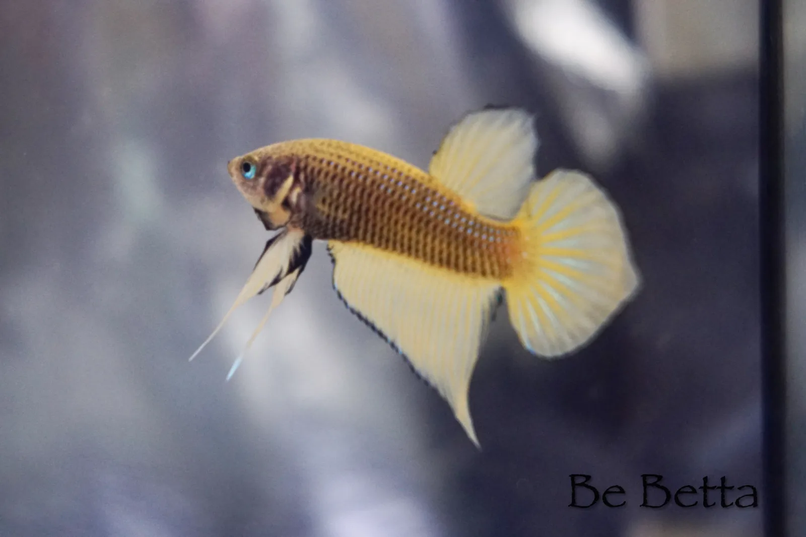 1 Pair Live Betta Fish Hybrid Yellow Betta splendens Premium Grade Male Female Wild media 2