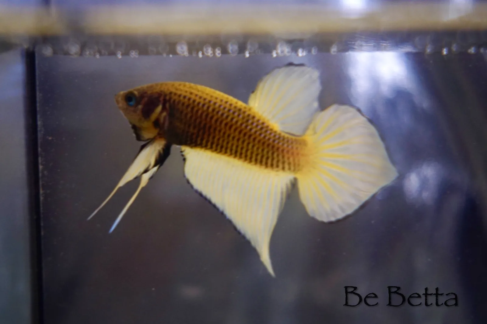 1 Pair Live Betta Fish Hybrid Yellow Betta splendens Premium Grade Male Female Wild media 3