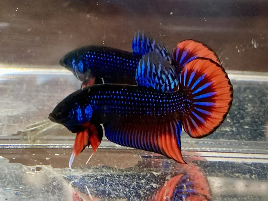 1 Pair Live Betta Fish Betta imbellis Premium Grade Male Female Wild