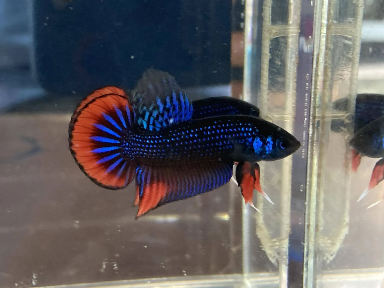 1 Pair Live Betta Fish Betta imbellis Premium Grade Male Female Wild media 2