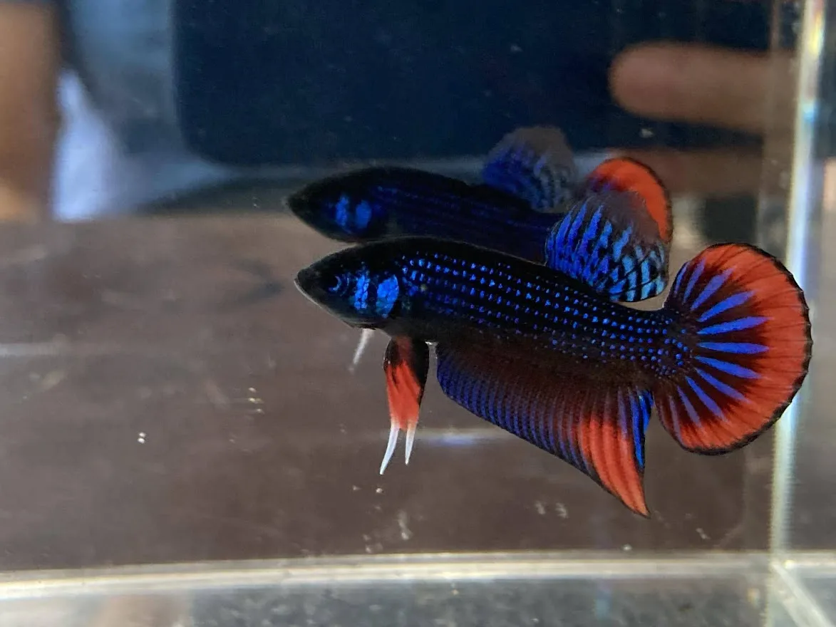 1 Pair Live Betta Fish Betta imbellis Premium Grade Male Female Wild media 3