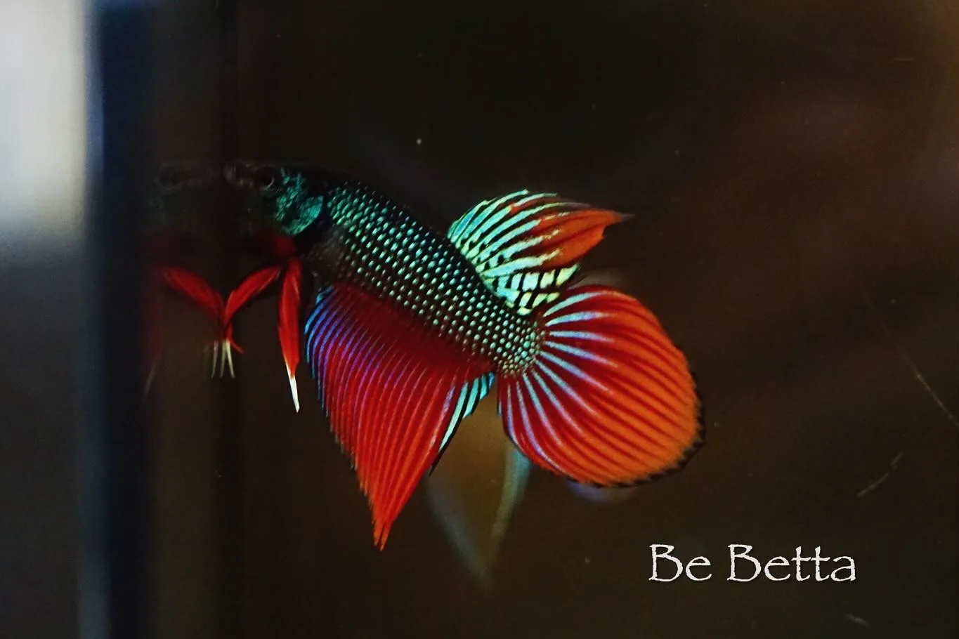 1 Pair Live Betta Fish Betta imbellis Long Tail Premium Grade Male Female Wild media 2