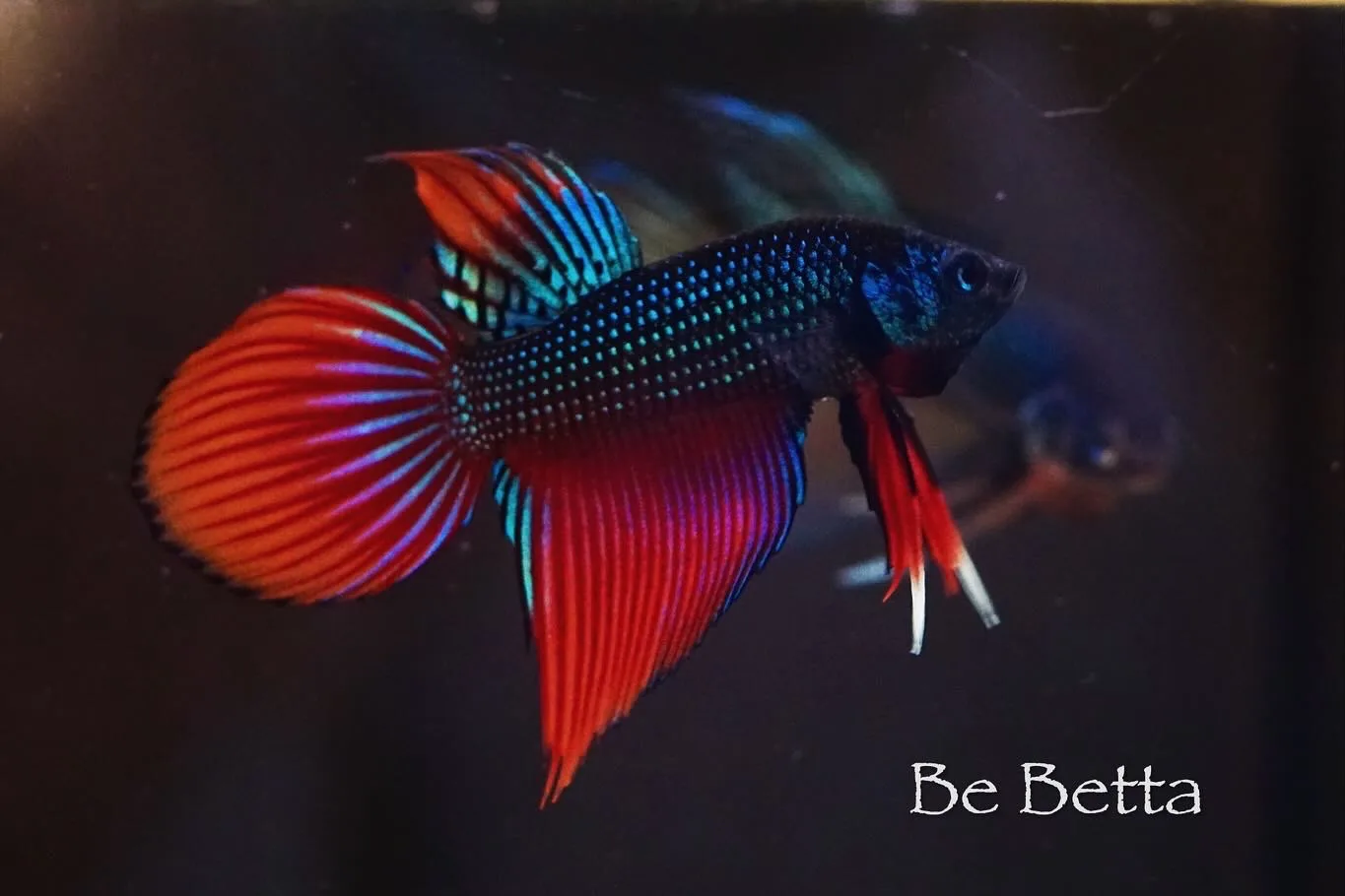 1 Pair Live Betta Fish Betta imbellis Long Tail Premium Grade Male Female Wild media 3