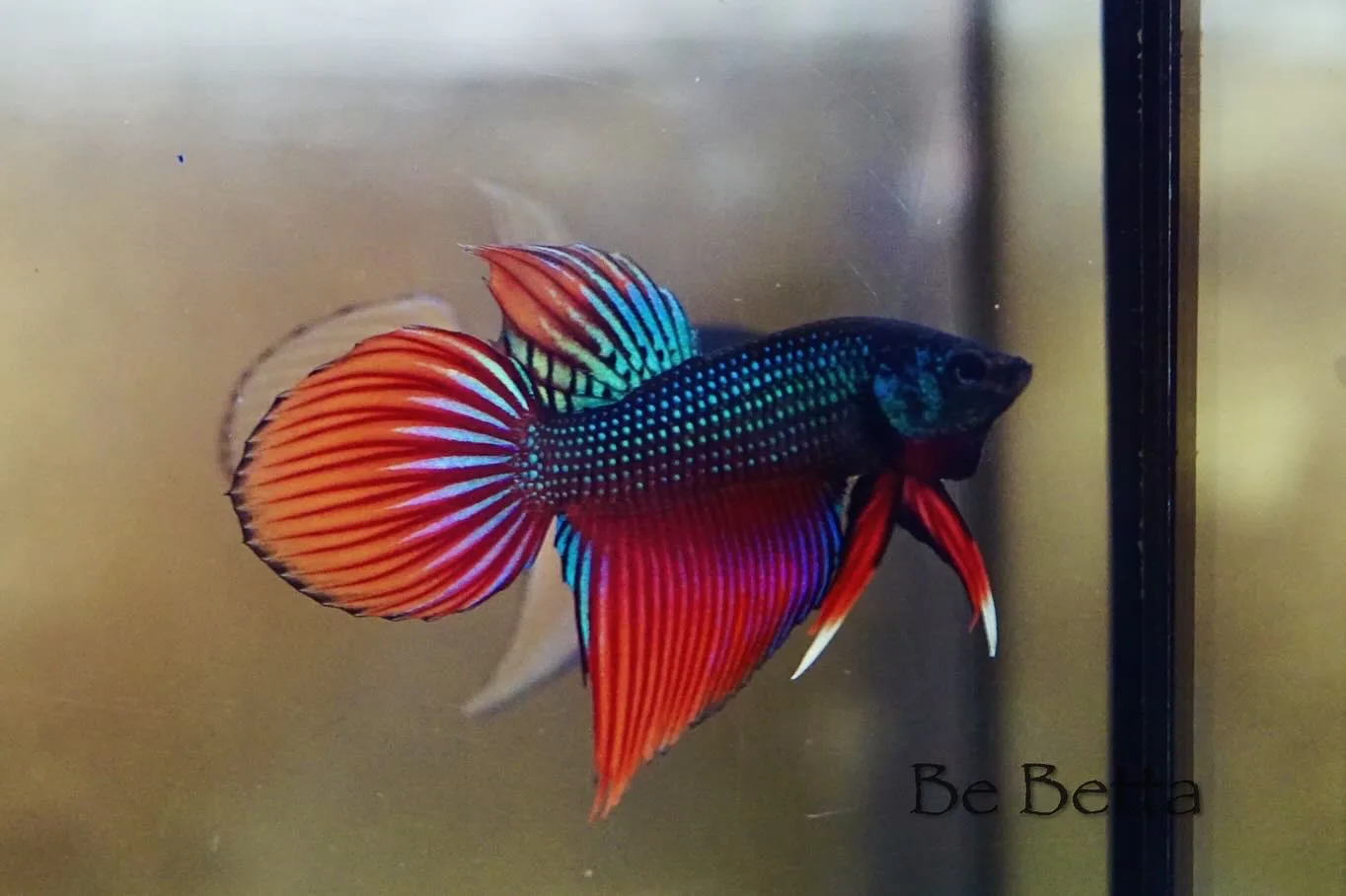 1 Pair Live Betta Fish Betta imbellis Long Tail Premium Grade Male Female Wild media 4