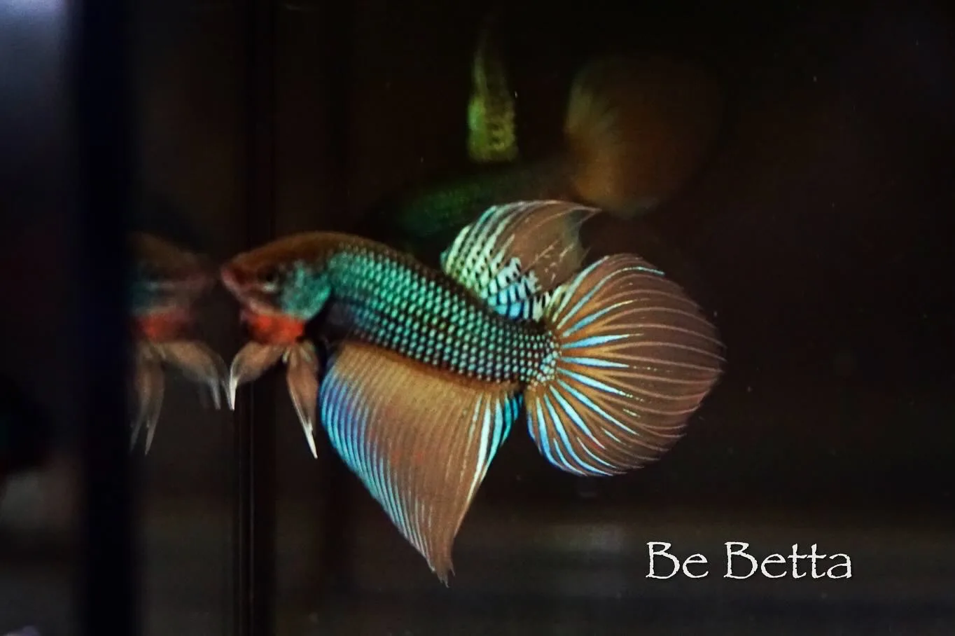 1 Pair Live Betta Fish Betta imbellis Long Tail Premium Grade Male Female Wild media 6