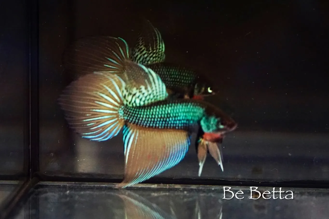 1 Pair Live Betta Fish Betta imbellis Long Tail Premium Grade Male Female Wild media 5