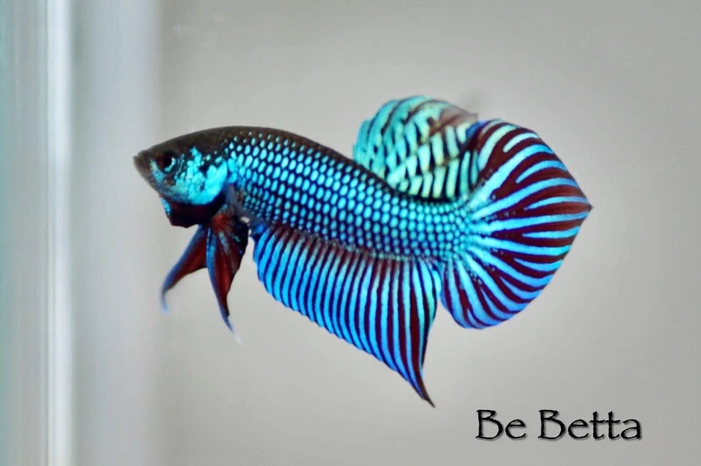 1 Pair Live Betta Fish Mahachai betta Premium Grade Male Female Wild media 3
