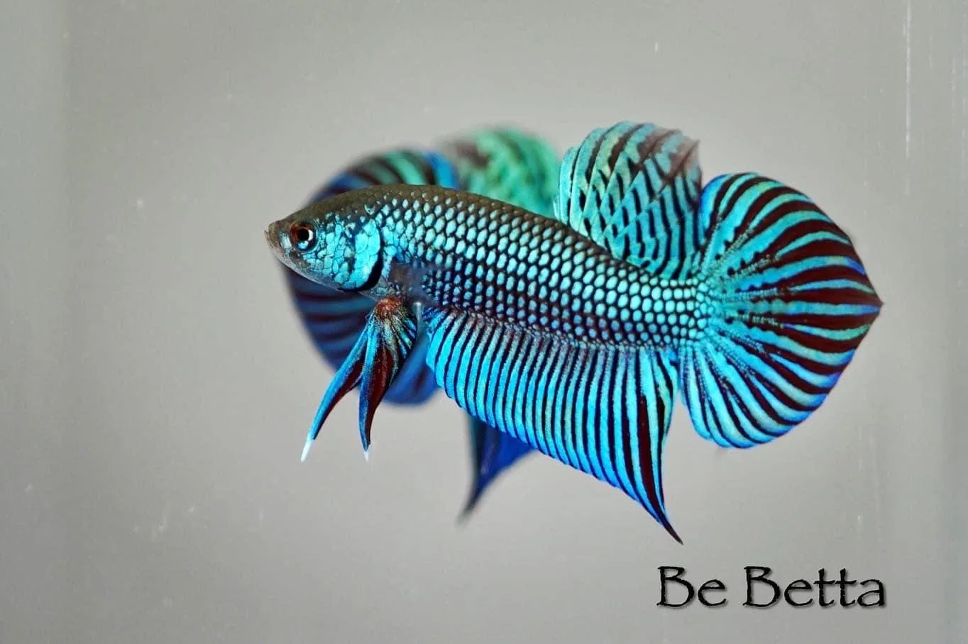 1 Pair Live Betta Fish Mahachai betta Premium Grade Male Female Wild media 2