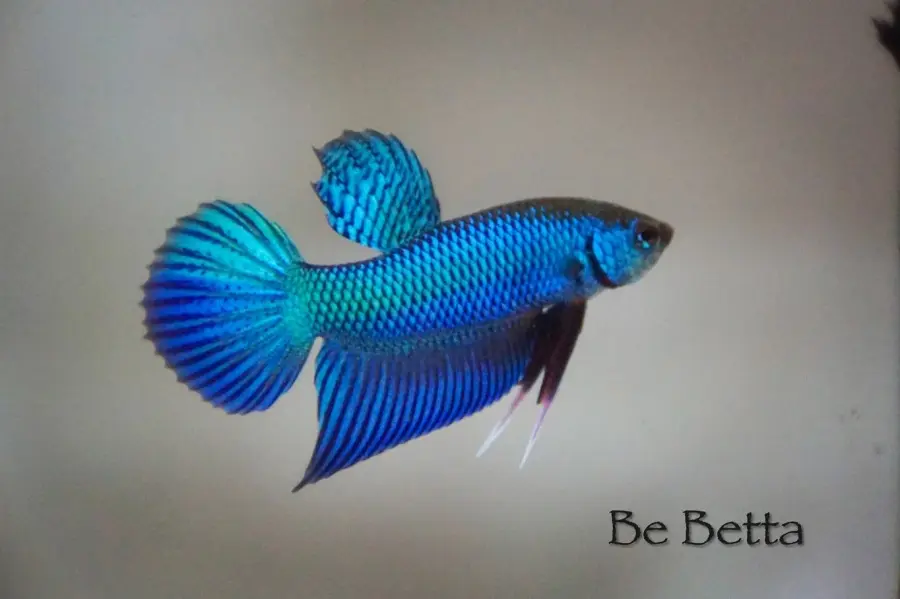 1 Pair Live Betta Fish Burirum Sticktos Smaragdina  Green  Blue  Turquoise Premium Grade Male Female Wild