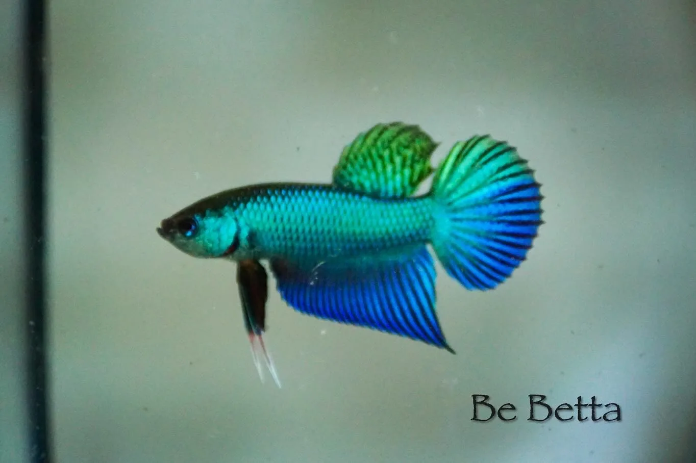 1 Pair Live Betta Fish Burirum Sticktos Smaragdina  Green  Blue  Turquoise Premium Grade Male Female Wild media 4