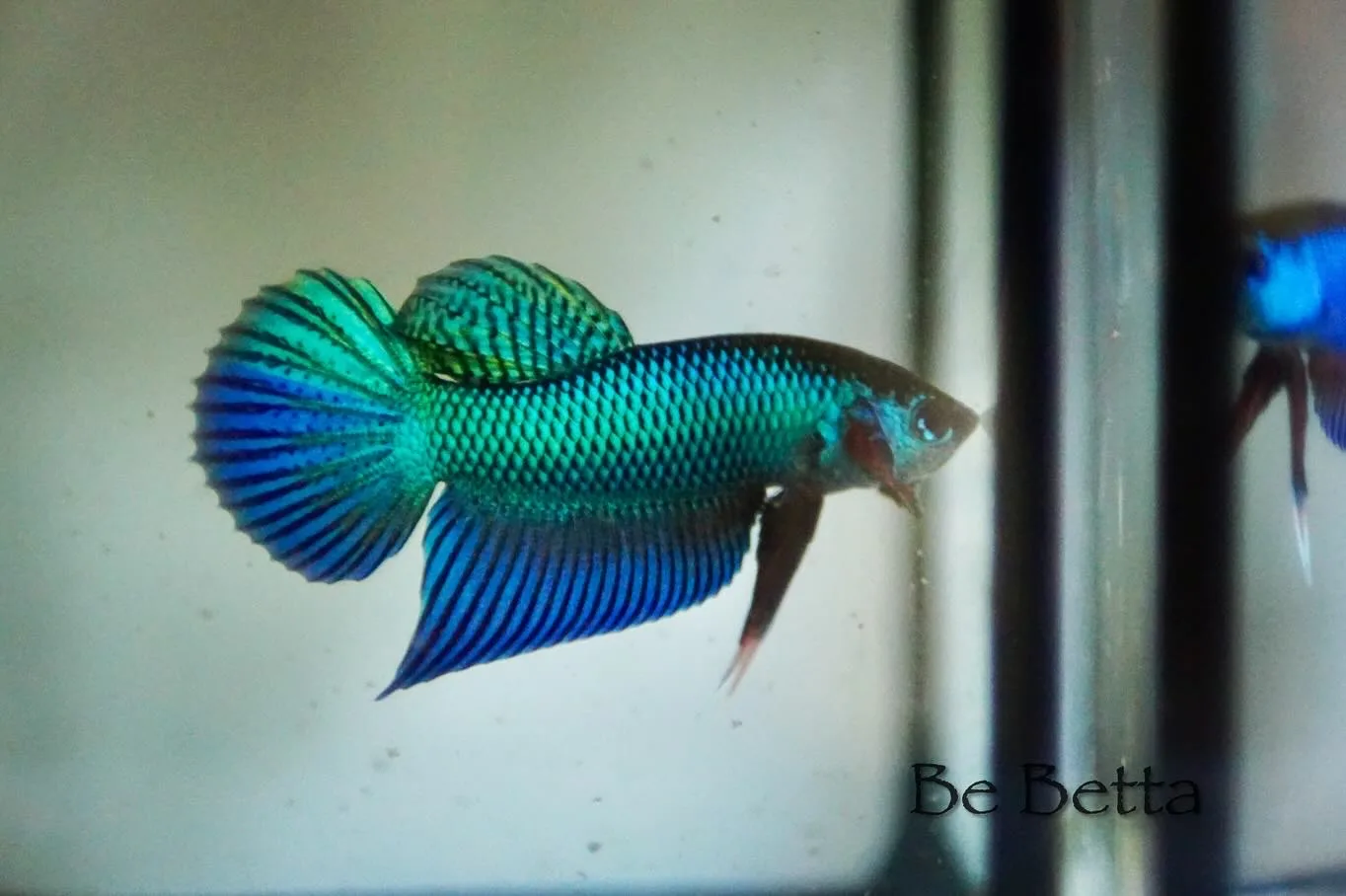 1 Pair Live Betta Fish Burirum Sticktos Smaragdina  Green  Blue  Turquoise Premium Grade Male Female Wild media 5