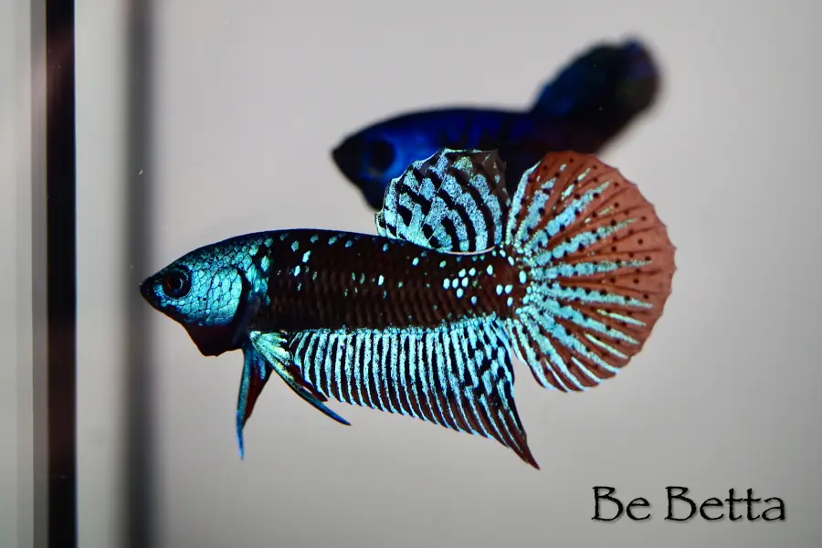 1 Pair Live Betta Fish Black Star Alien Premium Grade Male Female Wild