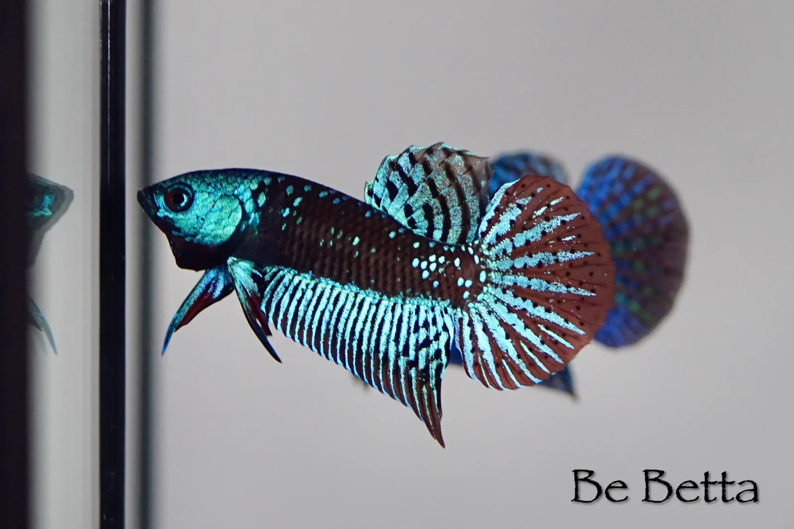 1 Pair Live Betta Fish Black Star Alien Premium Grade Male Female Wild media 2