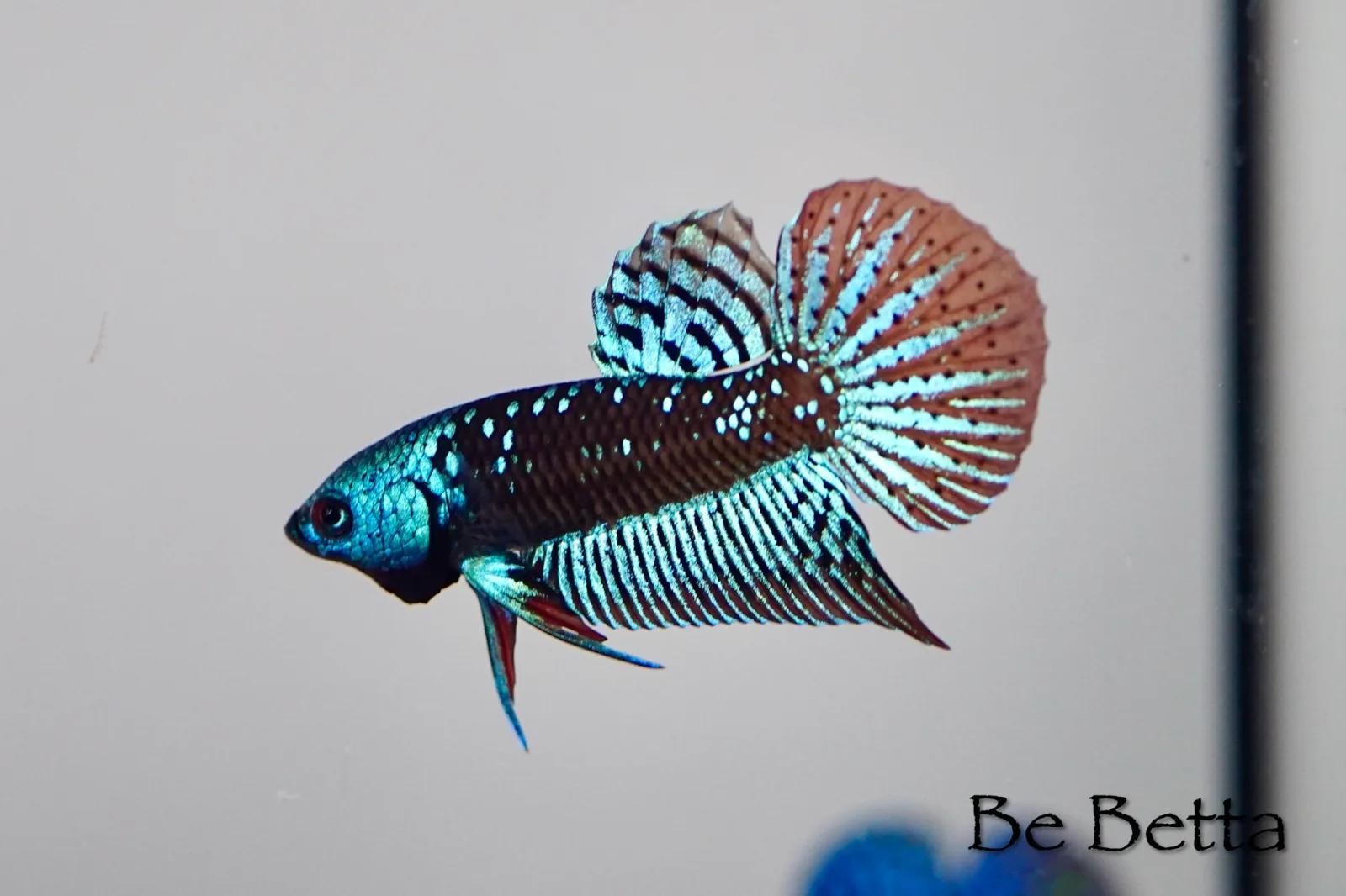 1 Pair Live Betta Fish Black Star Alien Premium Grade Male Female Wild media 3