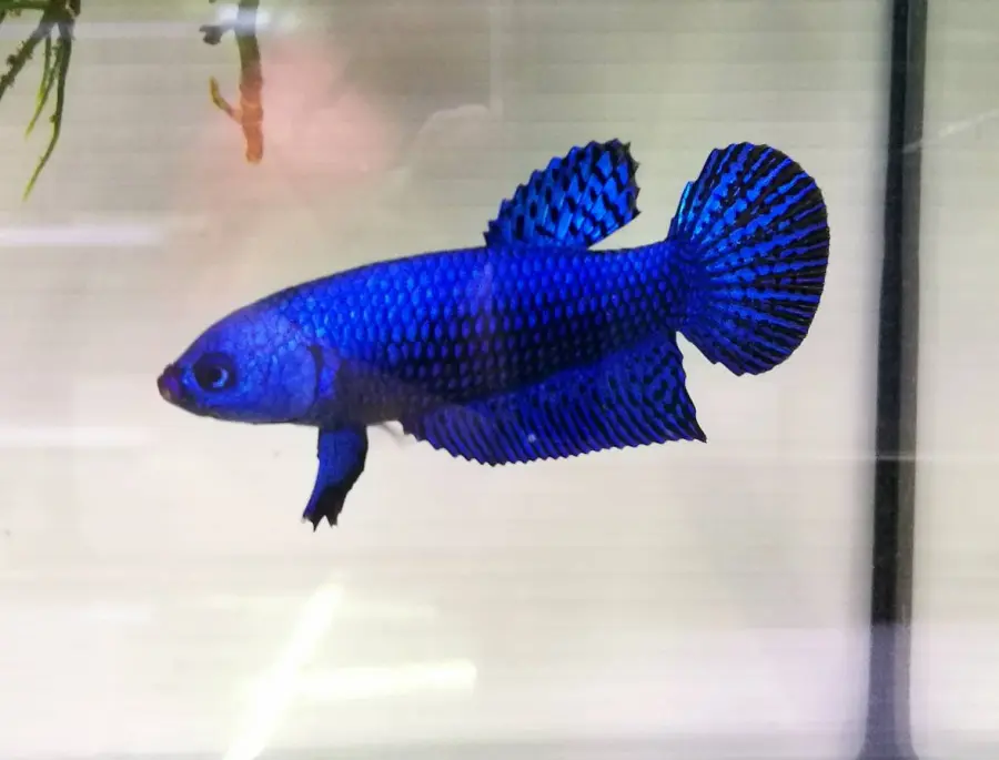 1 Pair Live Betta Fish Splendens Alien Blue Premium Grade Male Female Wild
