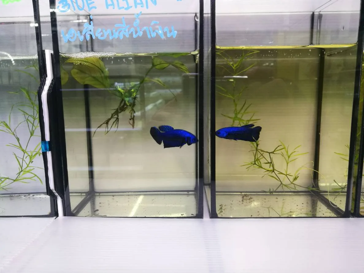 1 Pair Live Betta Fish Splendens Alien Blue Premium Grade Male Female Wild media 2